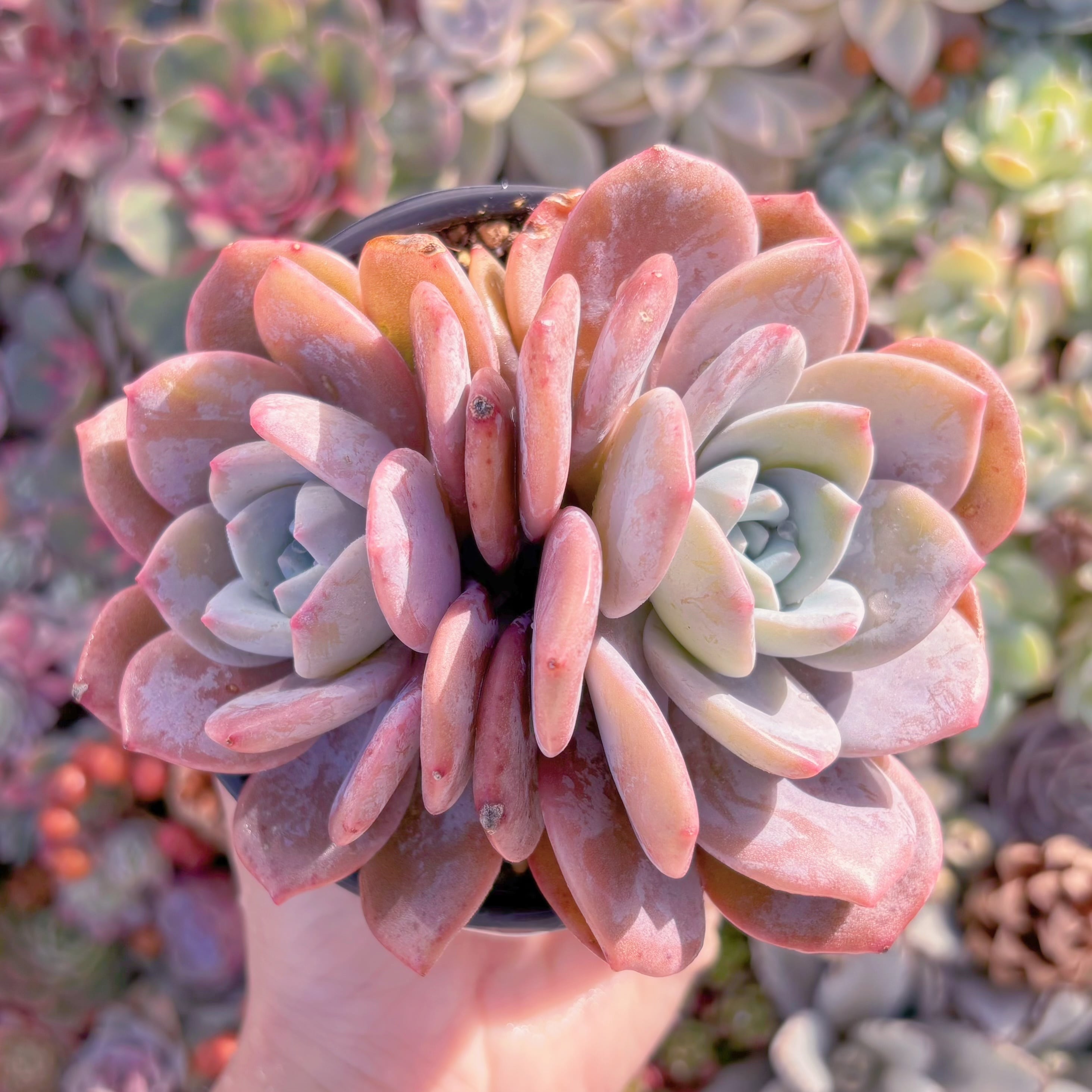 現品　雪茶#M192   2頭群生　るる農園