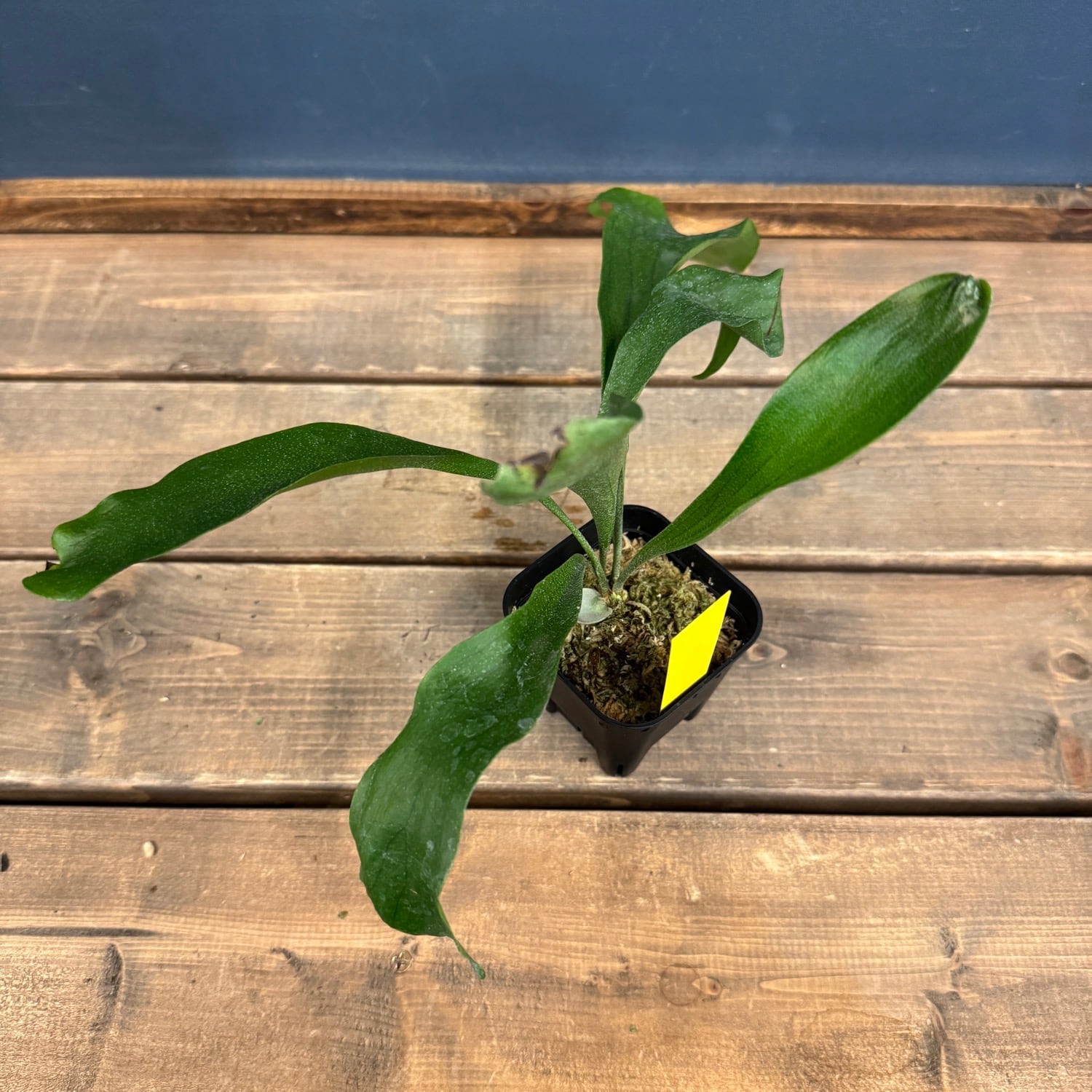 ビカクシダ Platycerium Trident(Mt Lewis × Hillii)【396