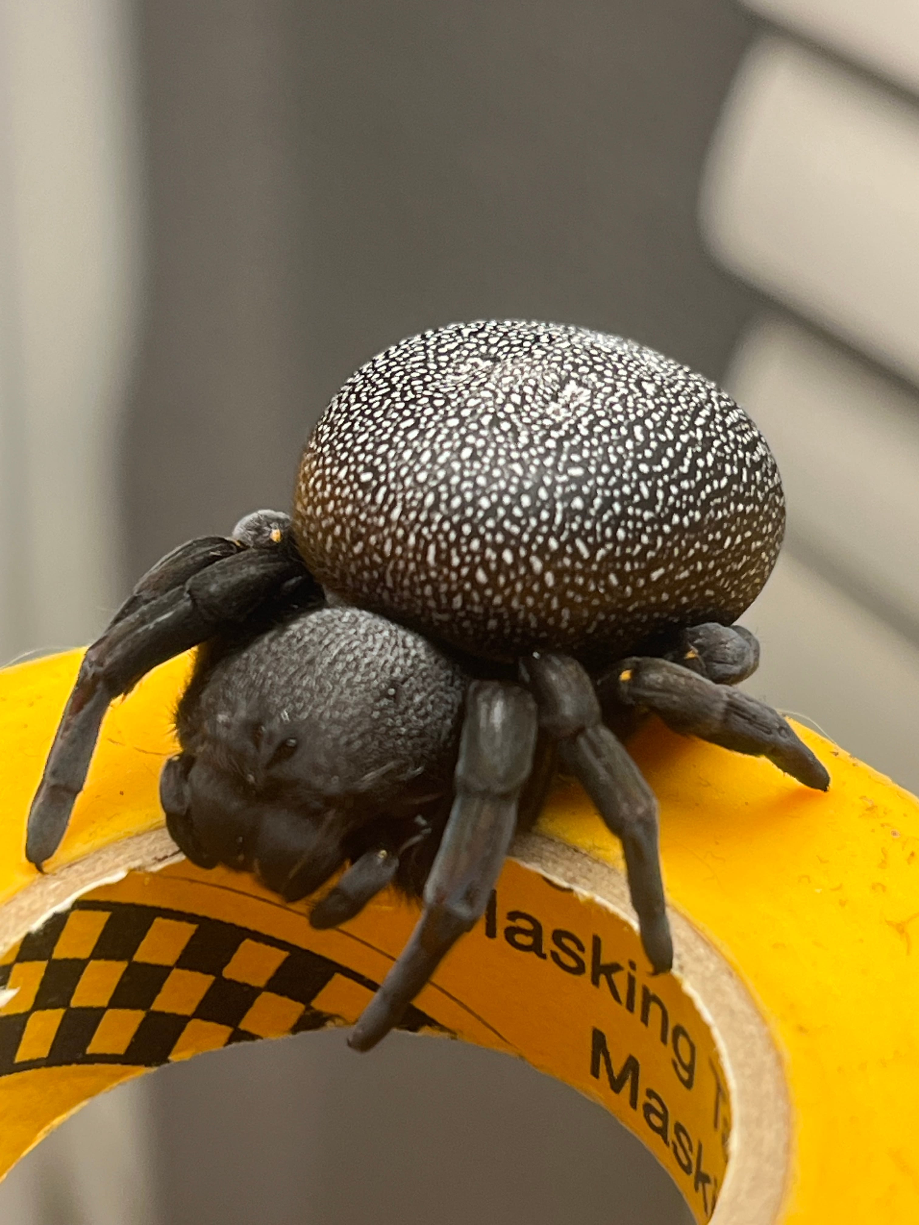 オモニキチュウ