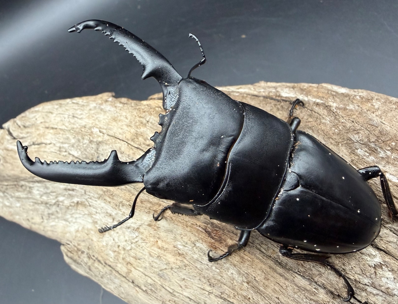 【WD】《パラワンオオヒラタ マンタリンガハン産 97mm ペア》