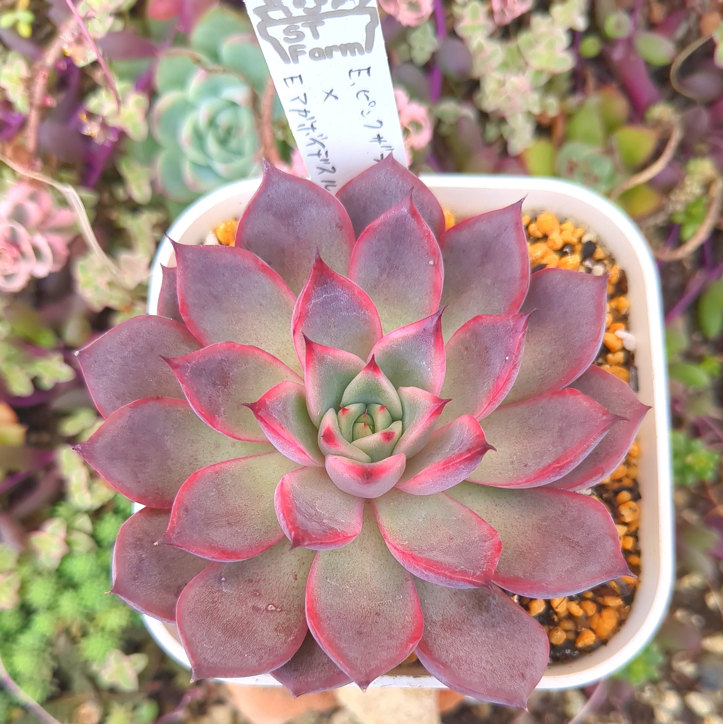 選抜前ST交配 エケベリア ピンクザラゴーサxアガボイデス ルブラ 実生