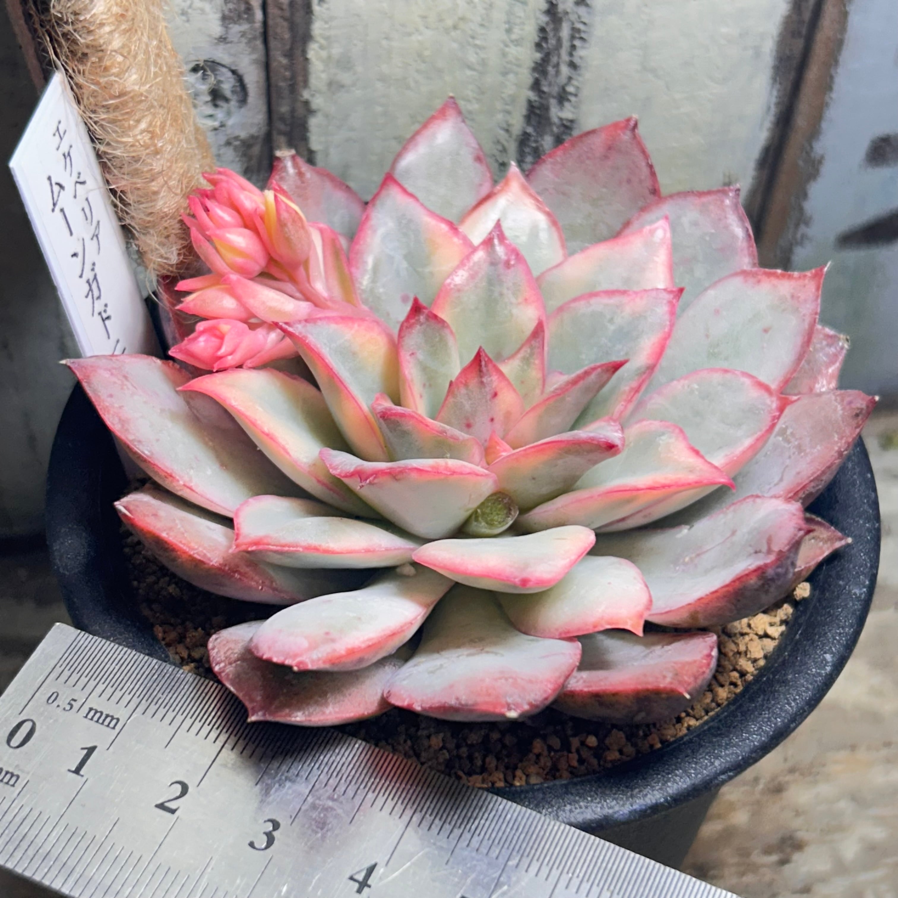 ムーンガドニス錦 | RuPo 多肉植物専門店