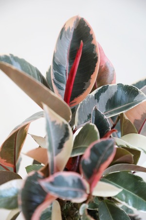 【M】フィカス ティネケ/Ficus