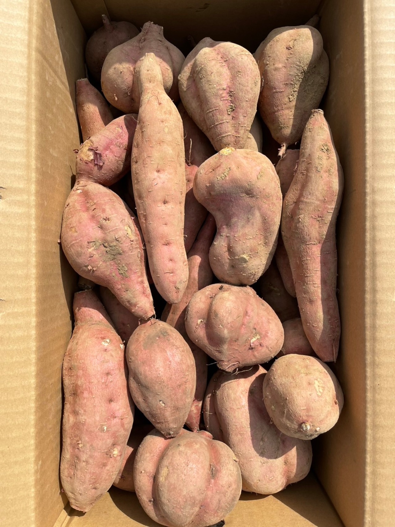 安納芋 B品（M〜2L）2kg｜箱別・画像2