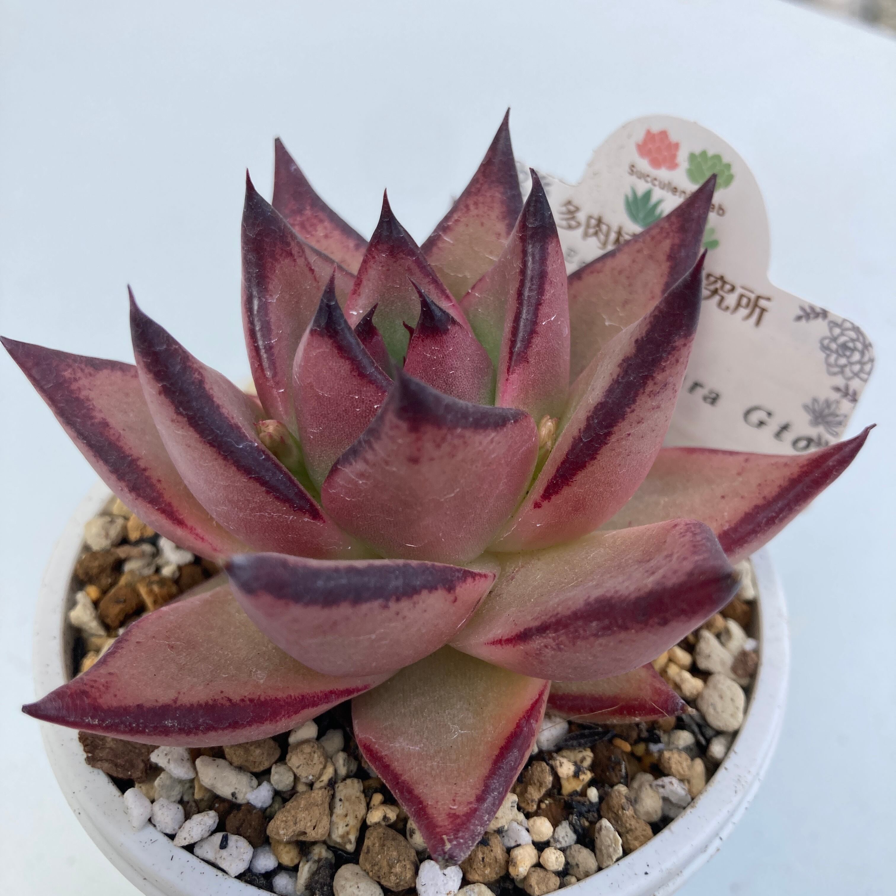 現物商品】ECHEVERIA agavoides, Santa Barbara Gto 原種 実生苗 2.5号