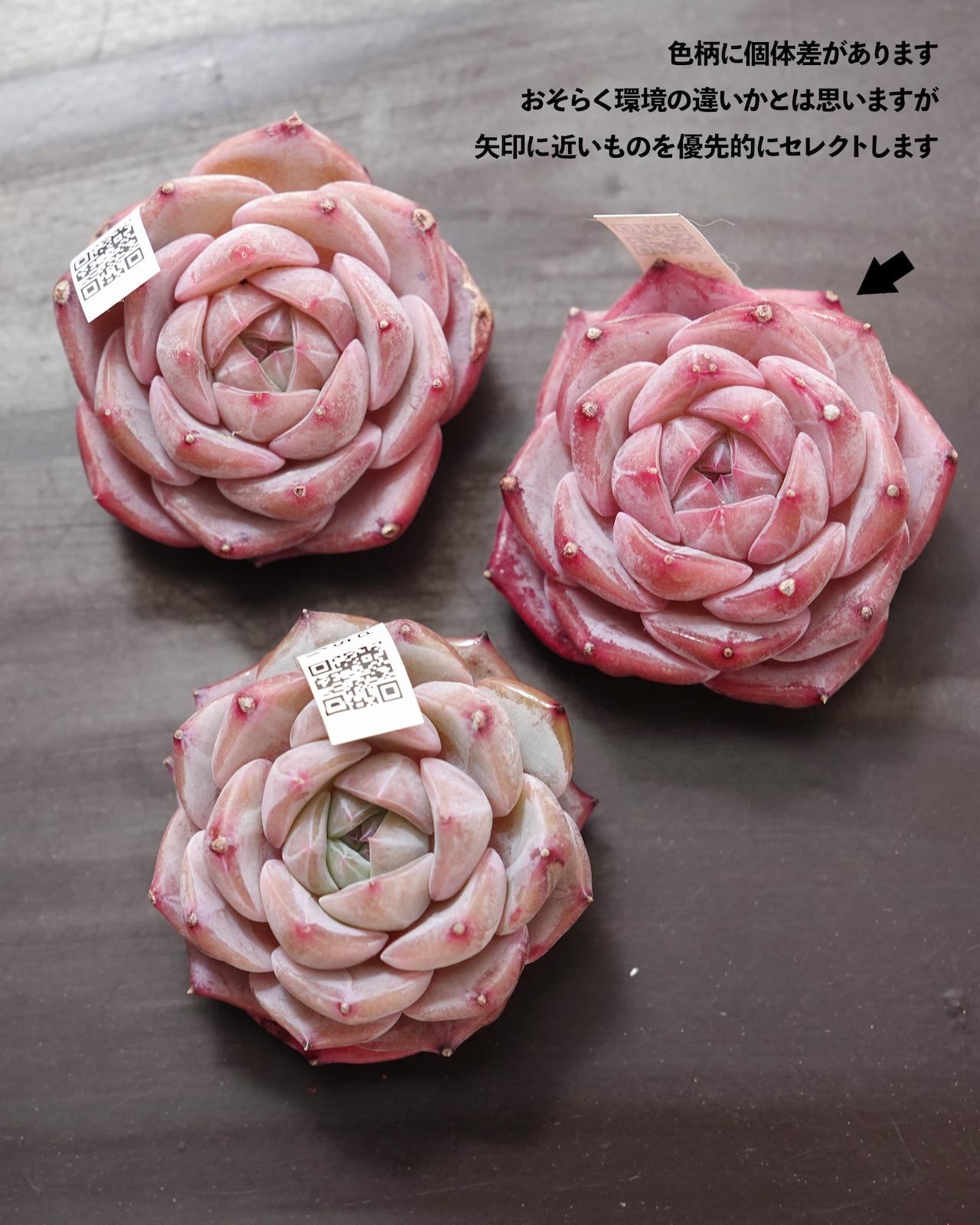 発根済カット苗 リリス Echeveria 'Lilith'