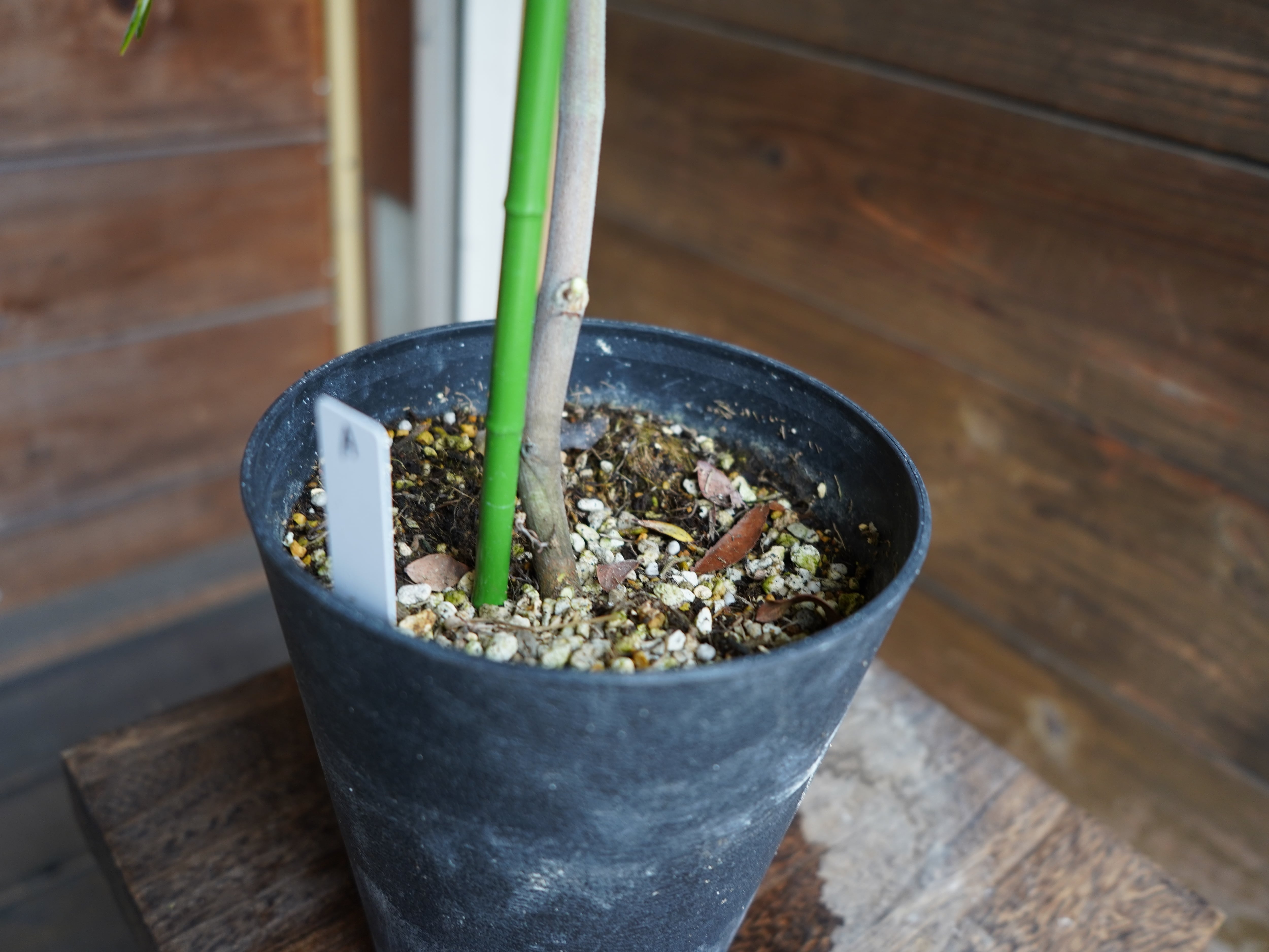 【現物】グレビレア ”ドーンパープル” A