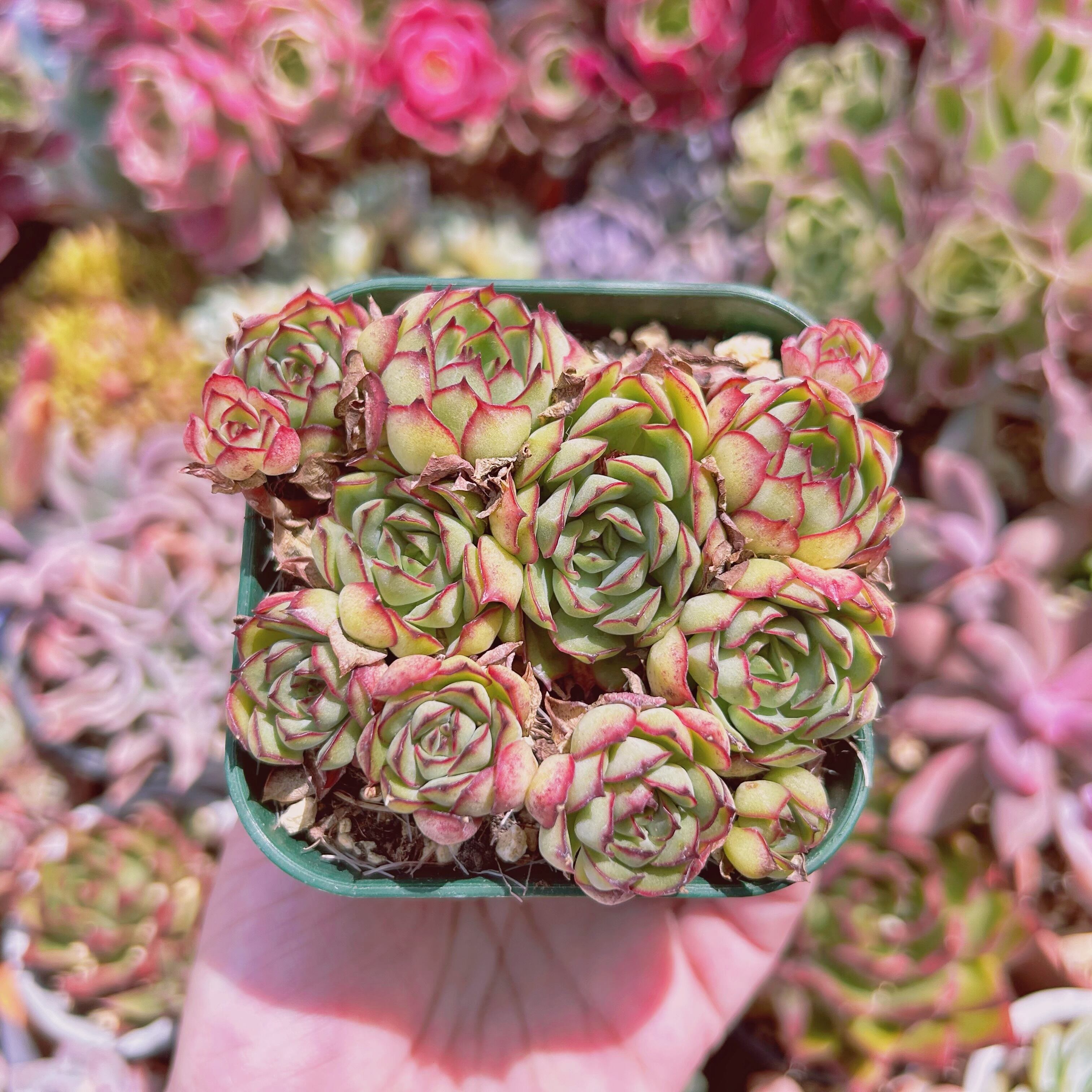 1149現物 多肉植物 ドリームローズ | るる農園~多肉植物専門