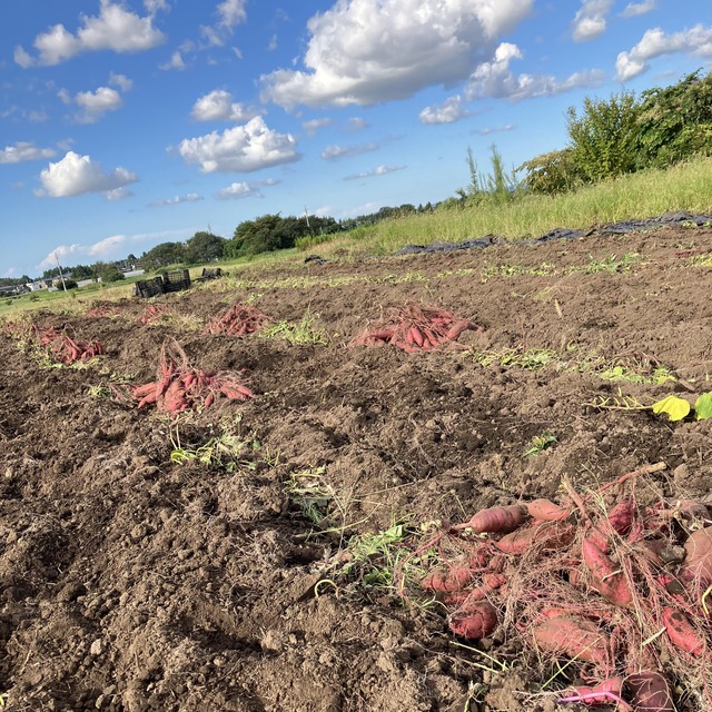 【野菜】農園八兵衛　紅はるか　１kg