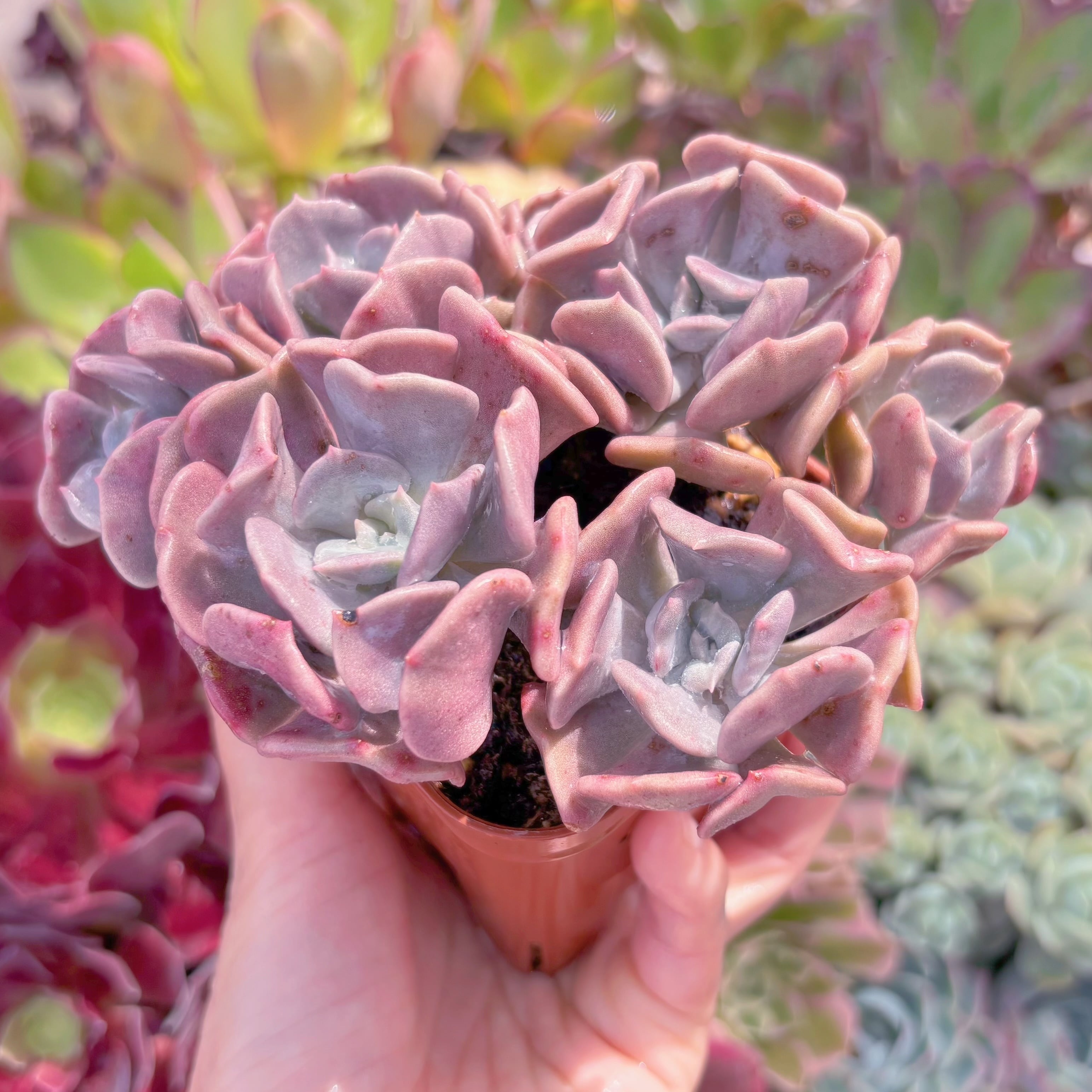 現品 キュービックフロスト#295 群生 るる農園 | るる農園~多肉植物専門