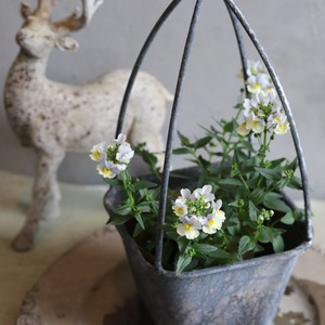 ネメシア　ピンクレモネード　花期が長い　宿根草　冬から春まで咲く　寄せ植えにオススメ　四季咲き