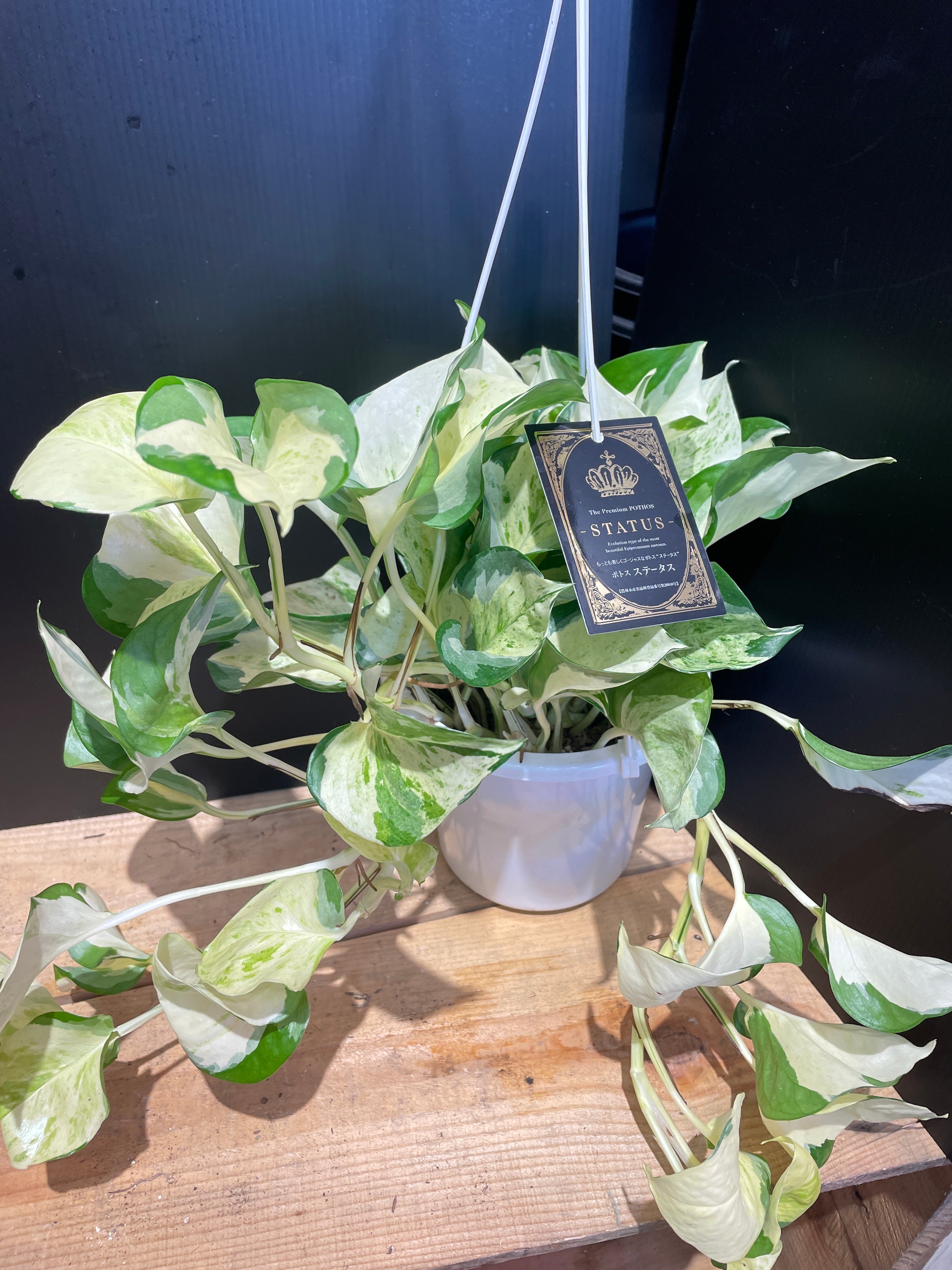 パステルシャワー ポトス 5号 ラスト！美株 （2025年最新】ポトス  