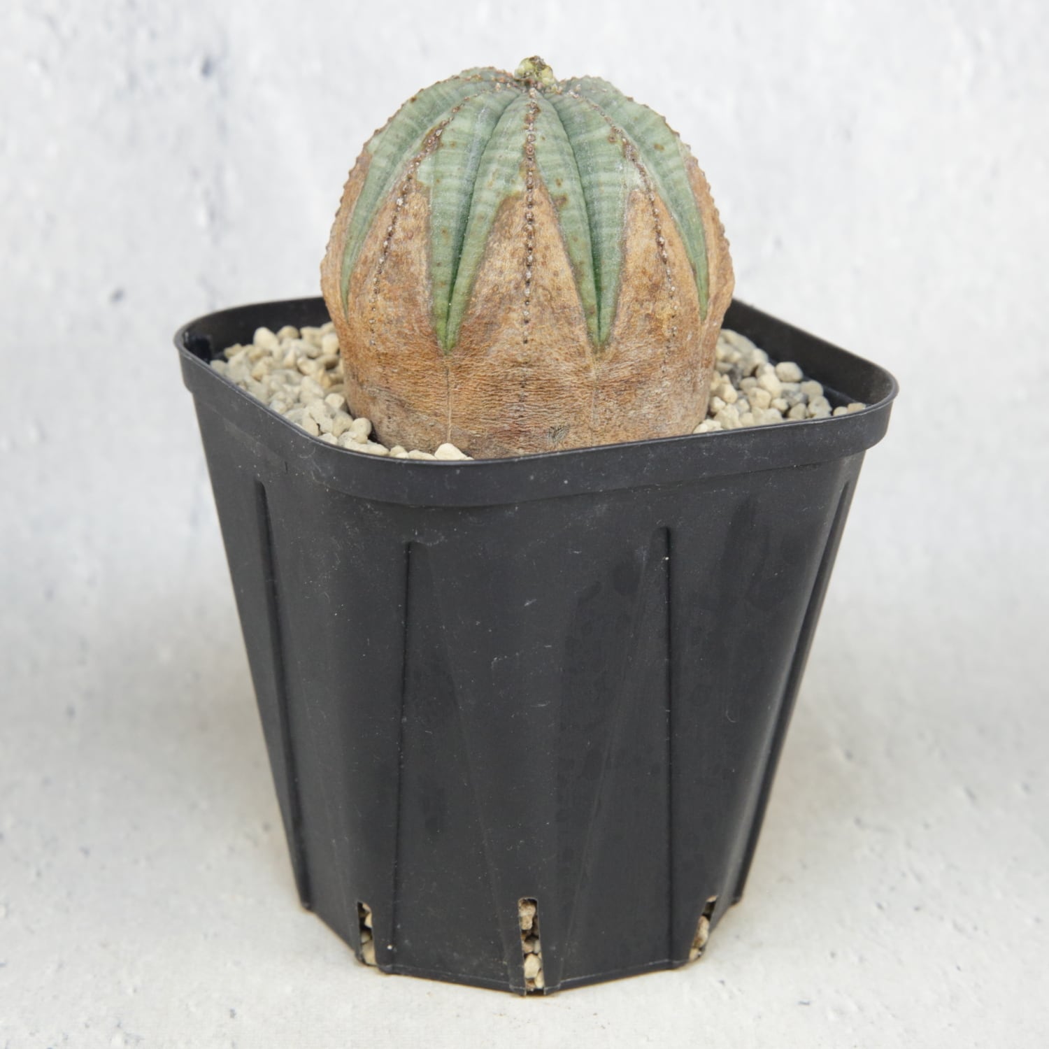 オベサ　コレクション株　まん丸　美型　木質化 オベサ コレクション株 まん丸 美型 木質化 美模様 木質化 まん丸