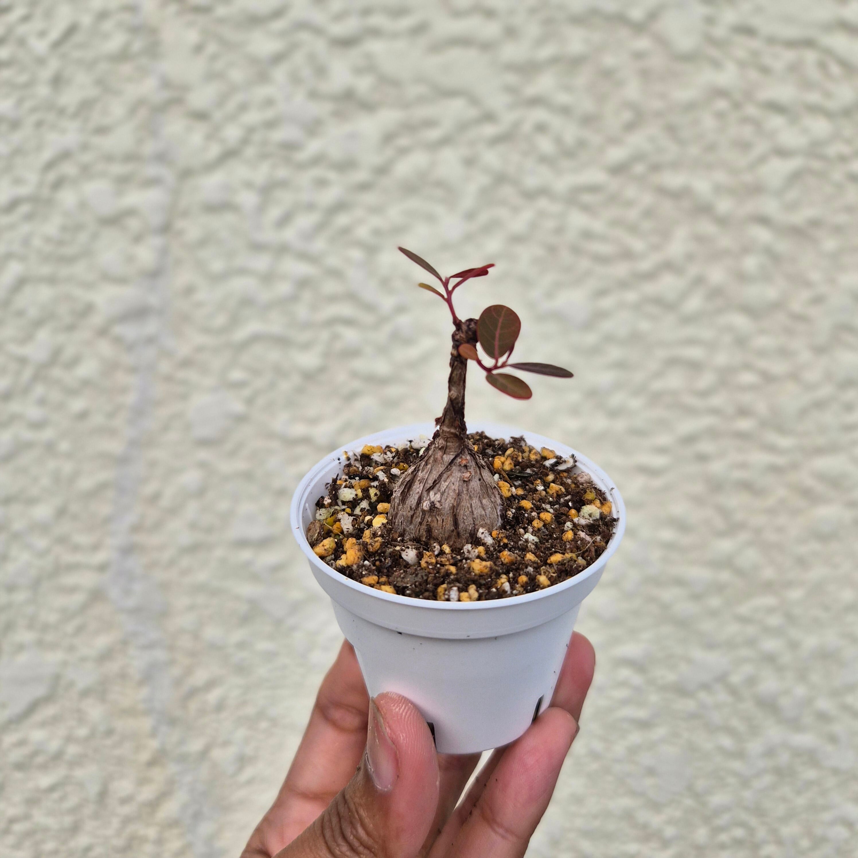 Sサイズ40〚フィランサス・ミラビリス〛Phyllanthus Mirabilis 塊根