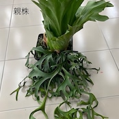 【UJビカクフェア】【抽選販売】ビカクシダ 選抜4種セット（限定2）｜送料無料 15％OFF