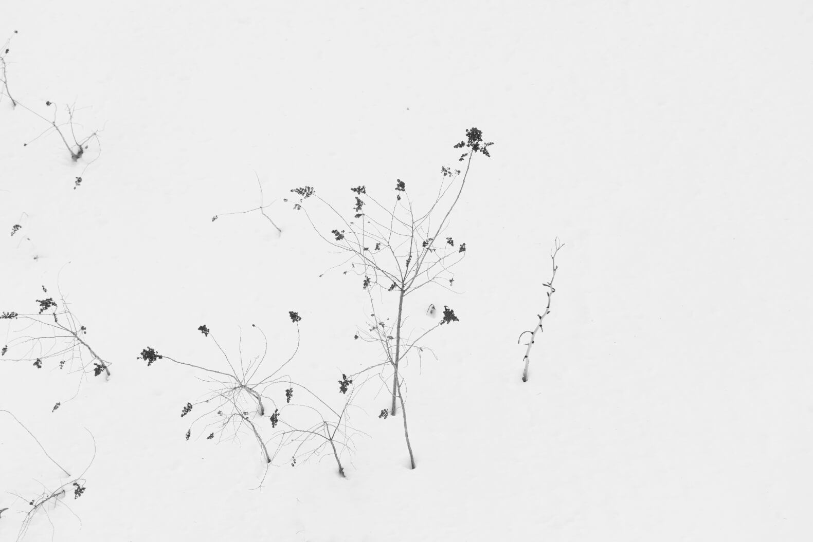 Tetsuya Morimoto Dry Tree #6(black wooden frame 61cm×91cm付き)