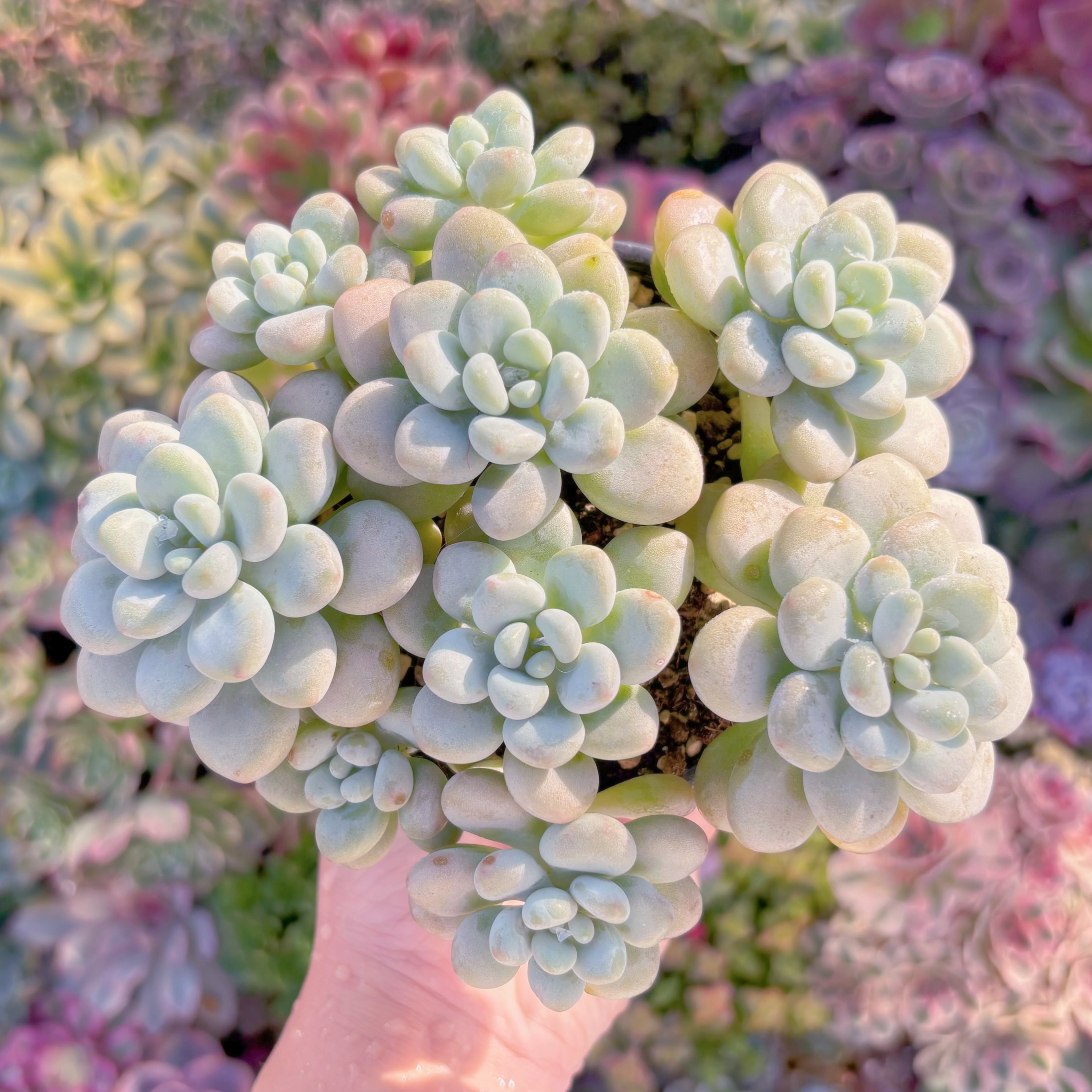 現品　ぎょぽぽ#D07　大群生　新入荷　るる農園