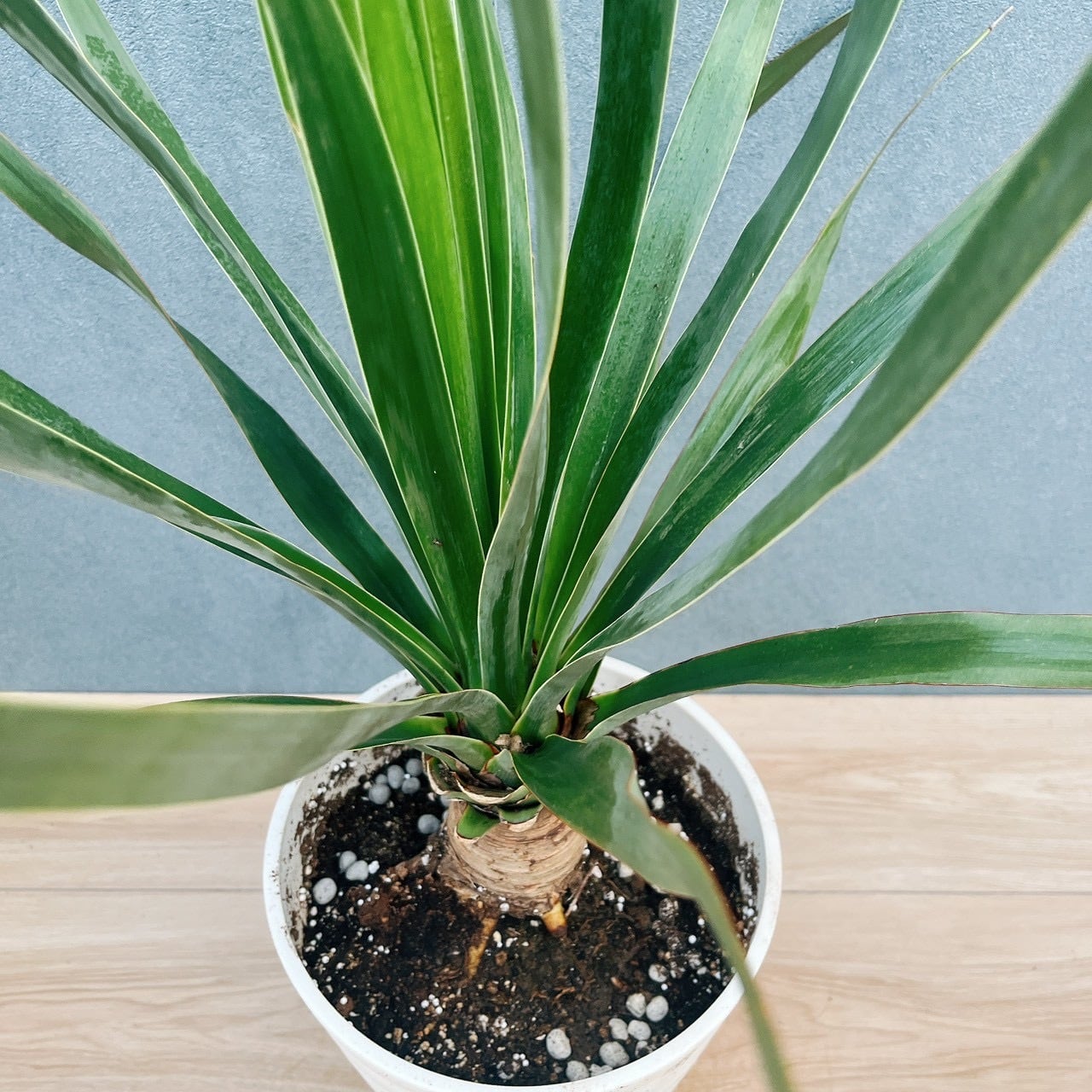 現品］【希少】17番 ドラセナ ドラコ 竜血樹 8号 観葉植物 レア 室内
