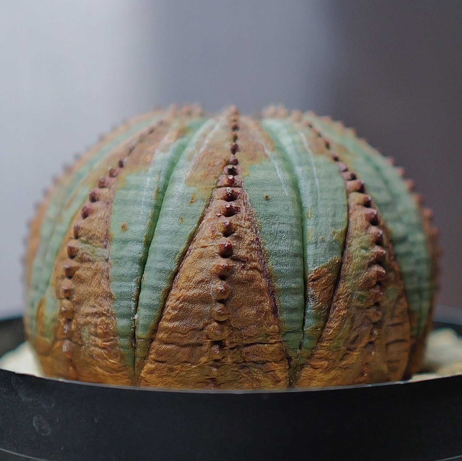 メス株 美模様 まん丸 扁平 オベサ / 良型 木質化 ユーフォルビア