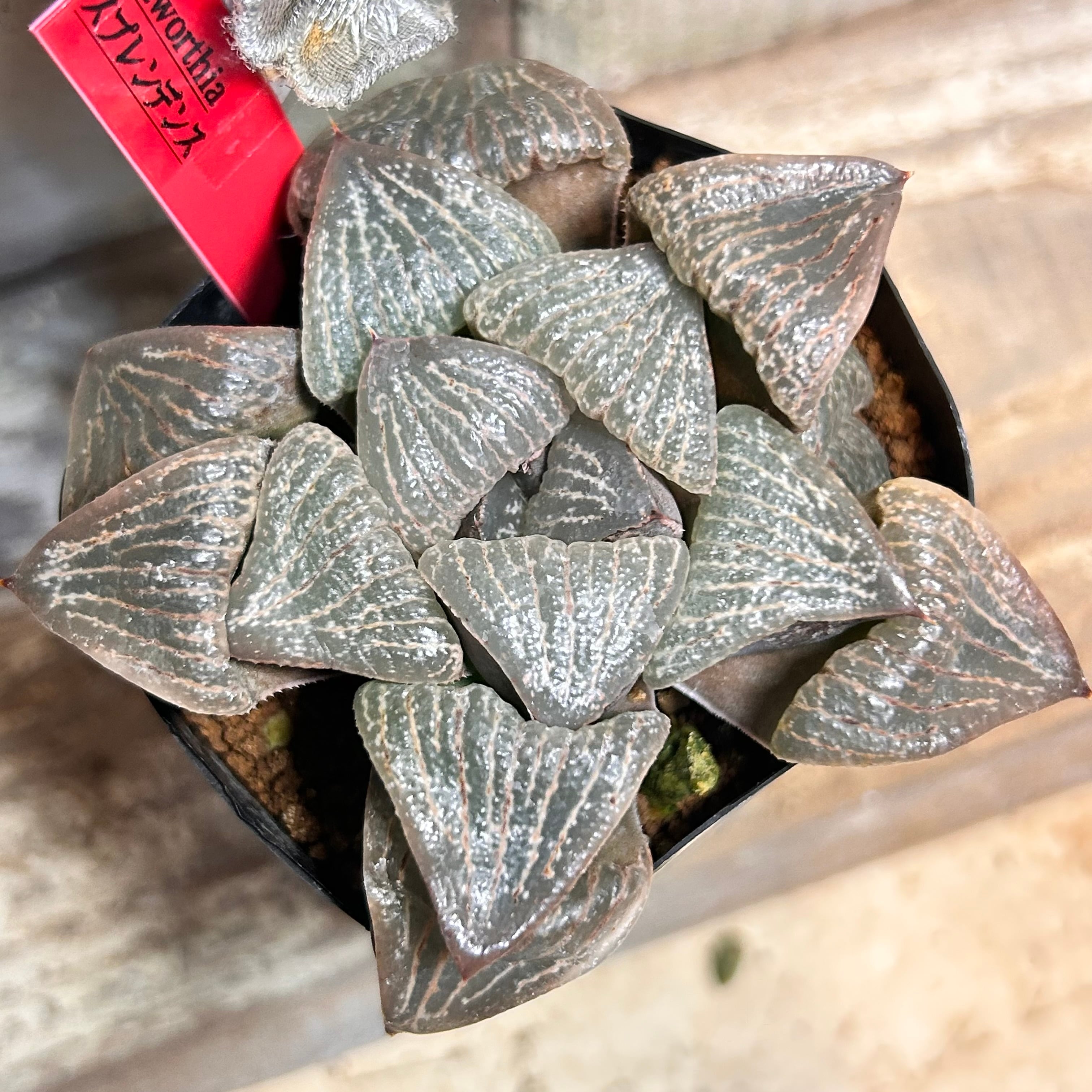 ハオルチア ⭐️闇の森⭐️ 極上品 美苗 美品 発根済み。 ハオルチアの