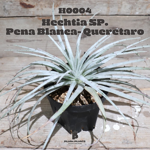 【送料無料】Hechtia Sp. Loc.Pena Blanca- Queretaro〔ヘクチア〕現品発送H0004