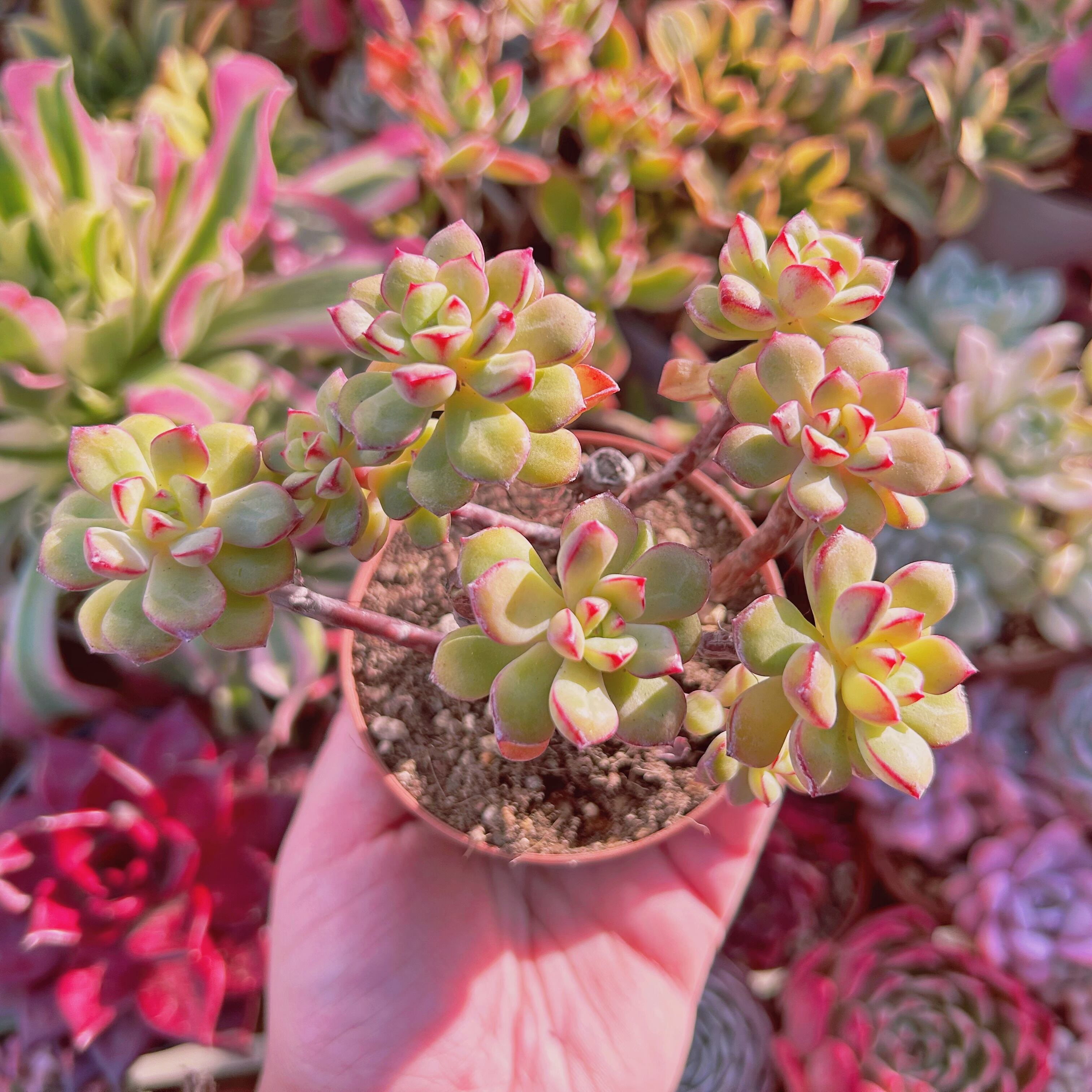 現物　多肉植物　スピア　抜き苗　カット跡あり