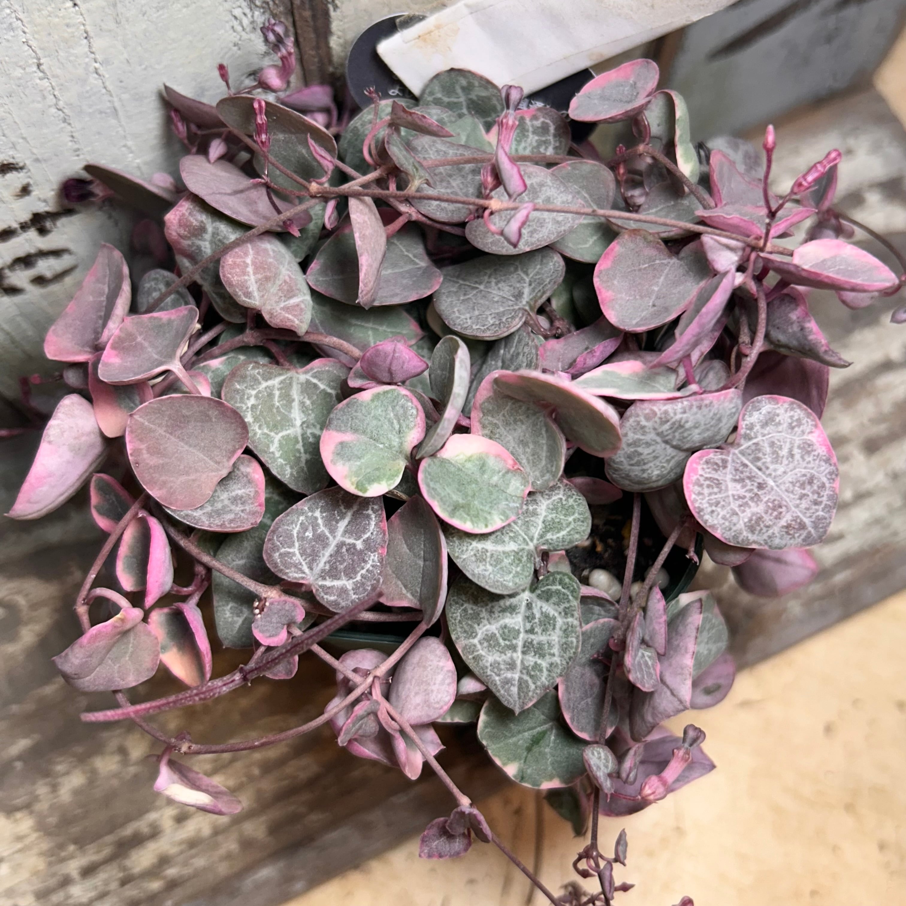 レディハート(斑入りハートカズラ) | RuPo 多肉植物専門店