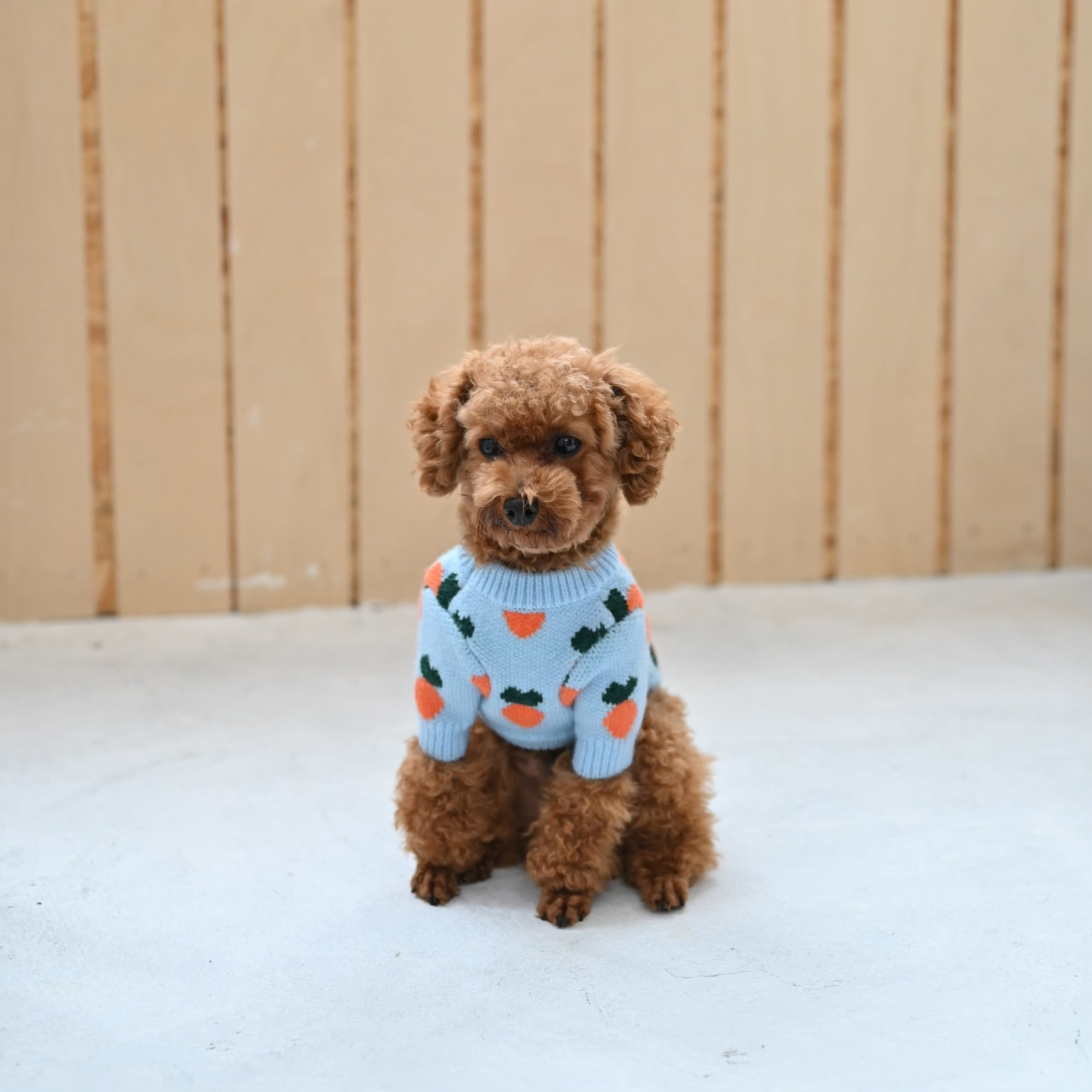 にんじんニット（2 COLOR ） | mofadoro.