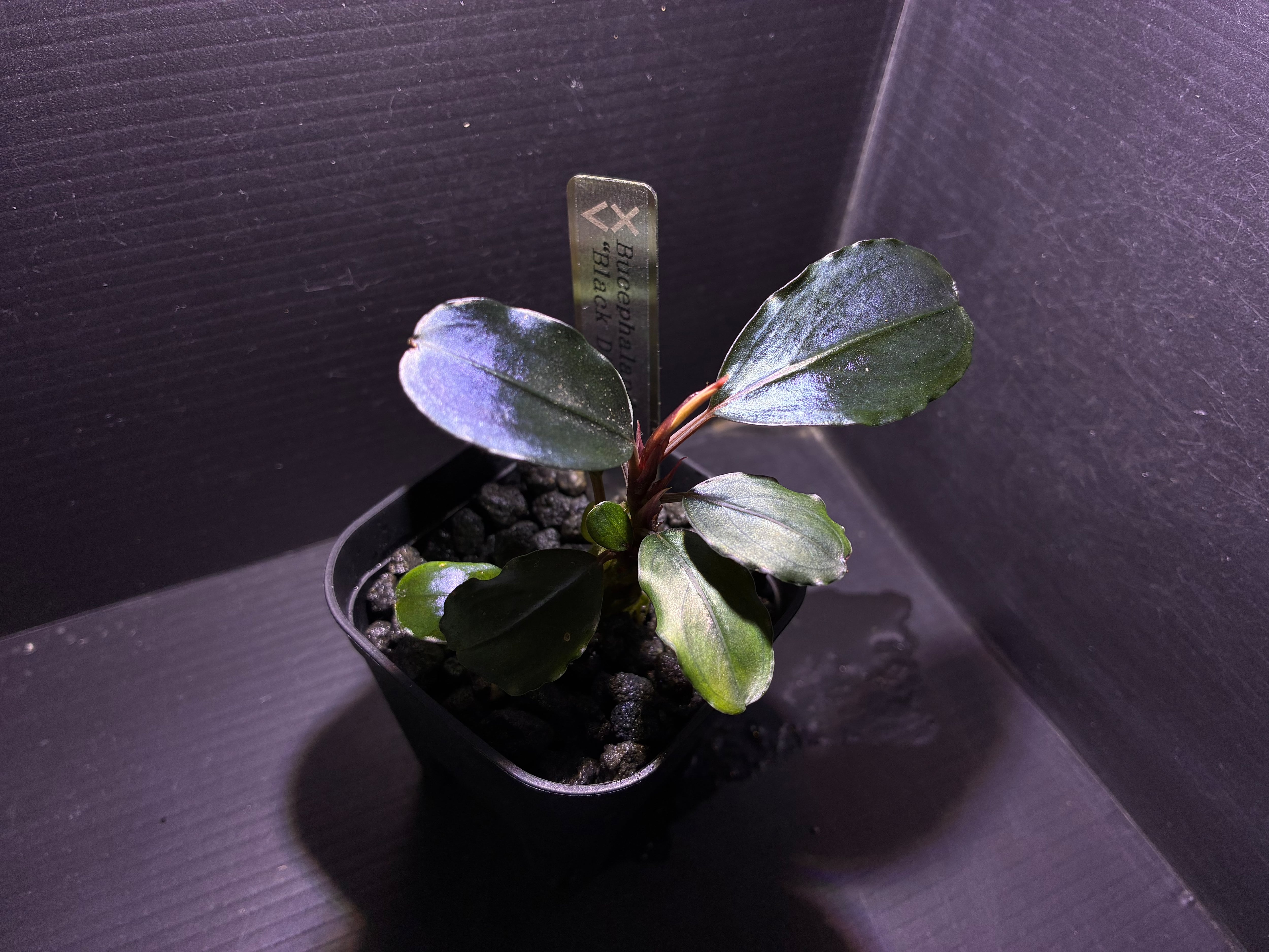 Bucephalandra sp.Kedagang Pink Variegata（ブセファランドラsp.クダ