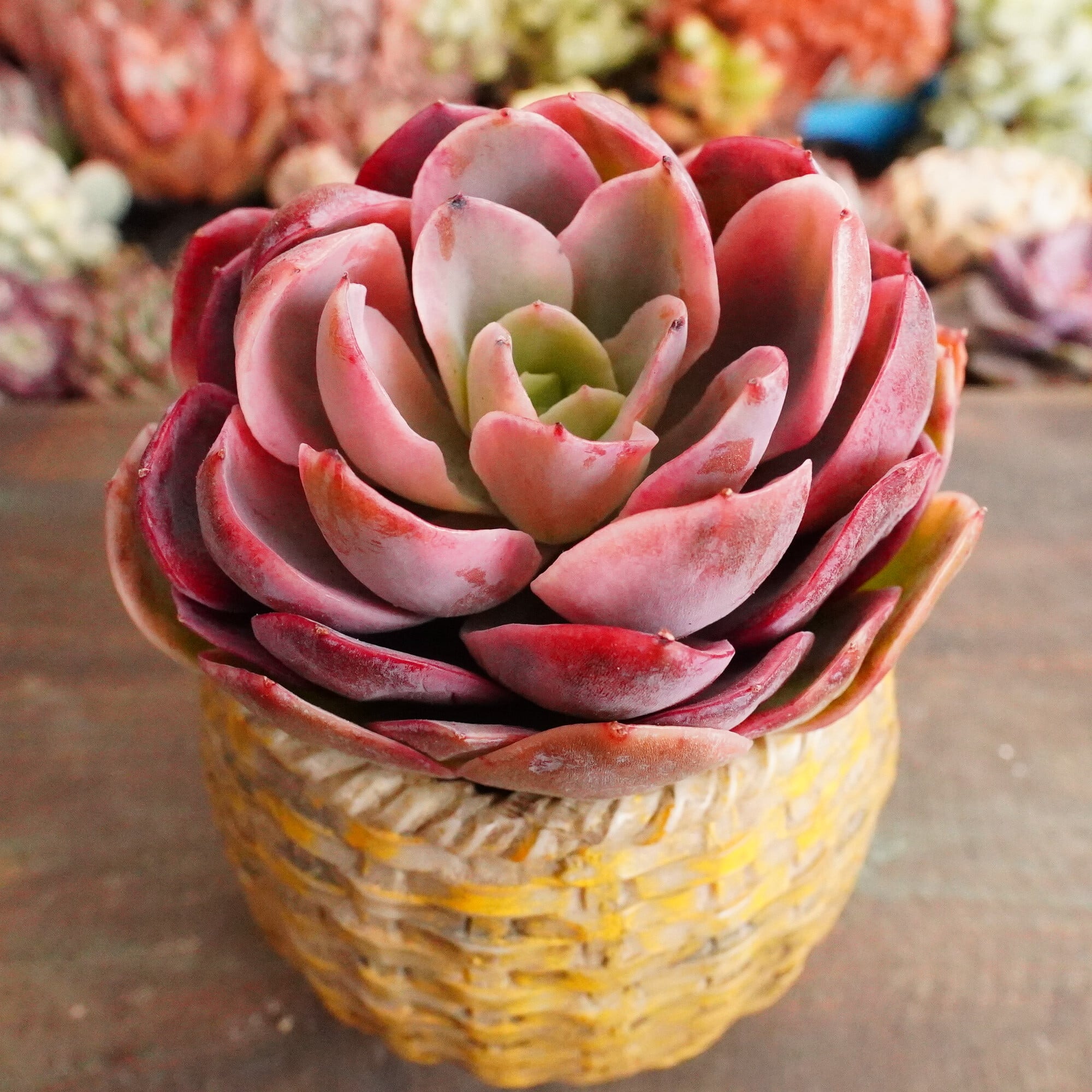 すべての商品 | E-TANIKU