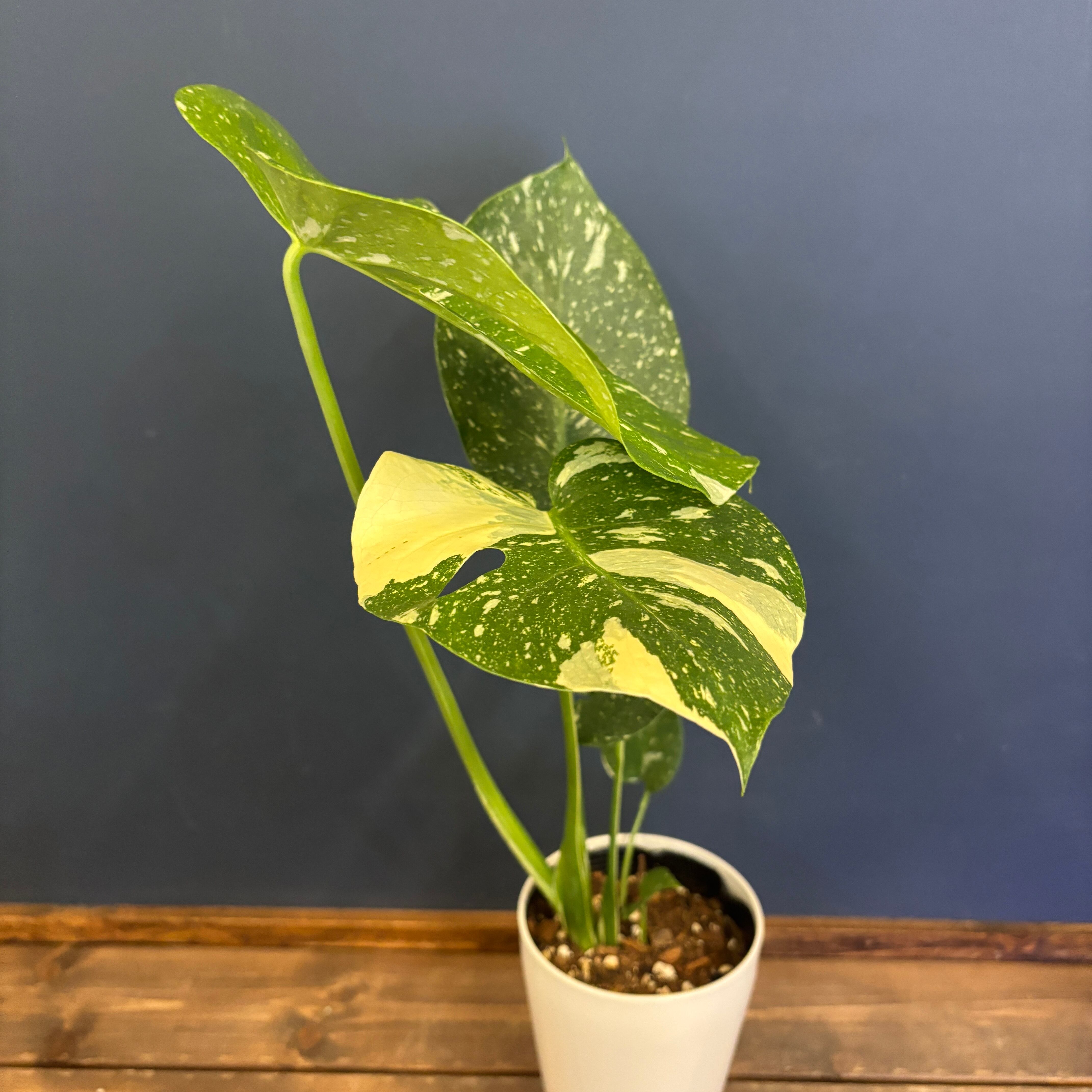 モンステラ タイコンストレーション モンステラ タイコンステレーション【844】 | PROTOLEAF プロトリーフ