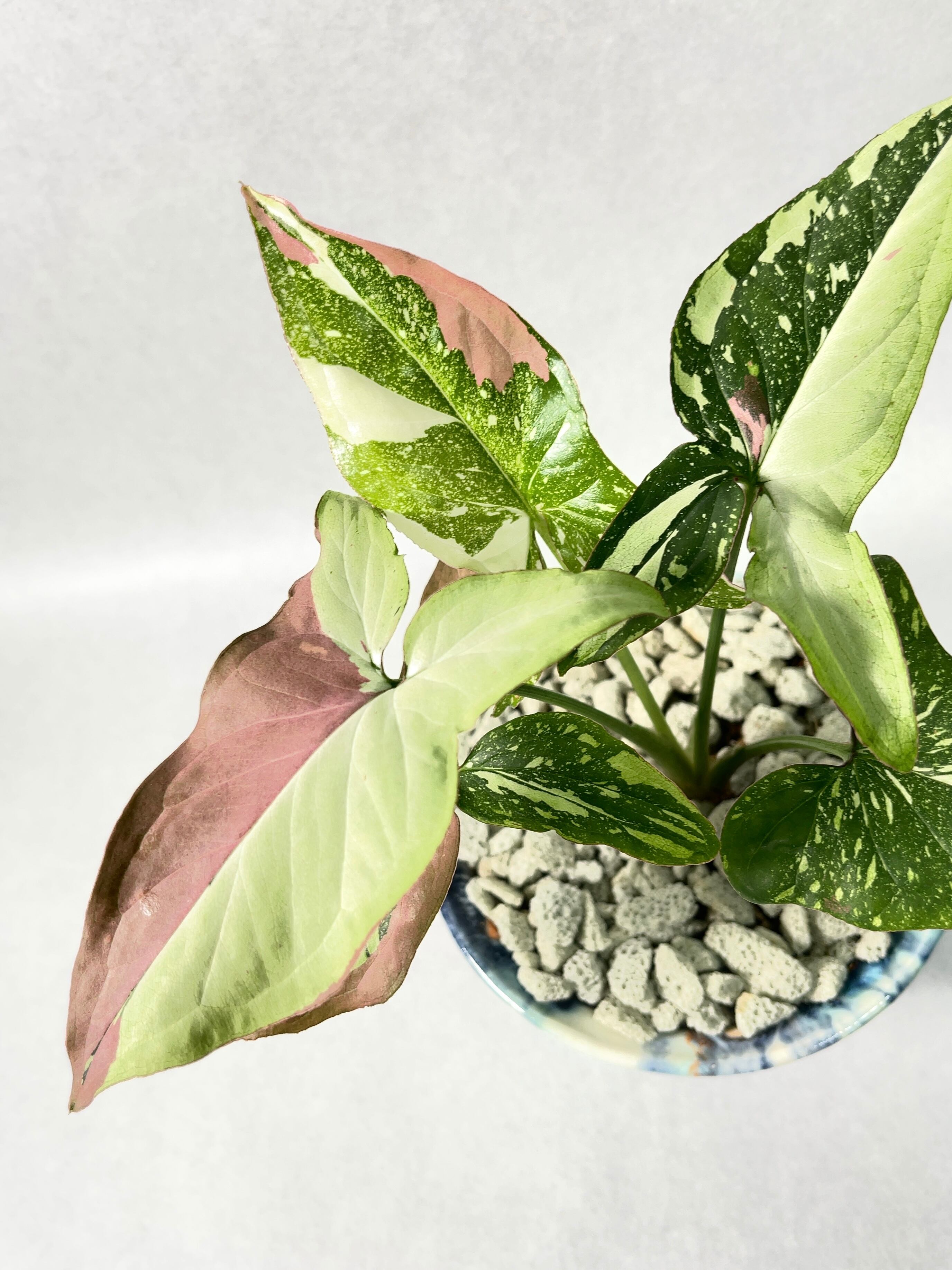 花宇宙×trigger】レッドスポットトリカラー | trigger 花宇宙×trigger】レッドスポットトリカラー | trigger