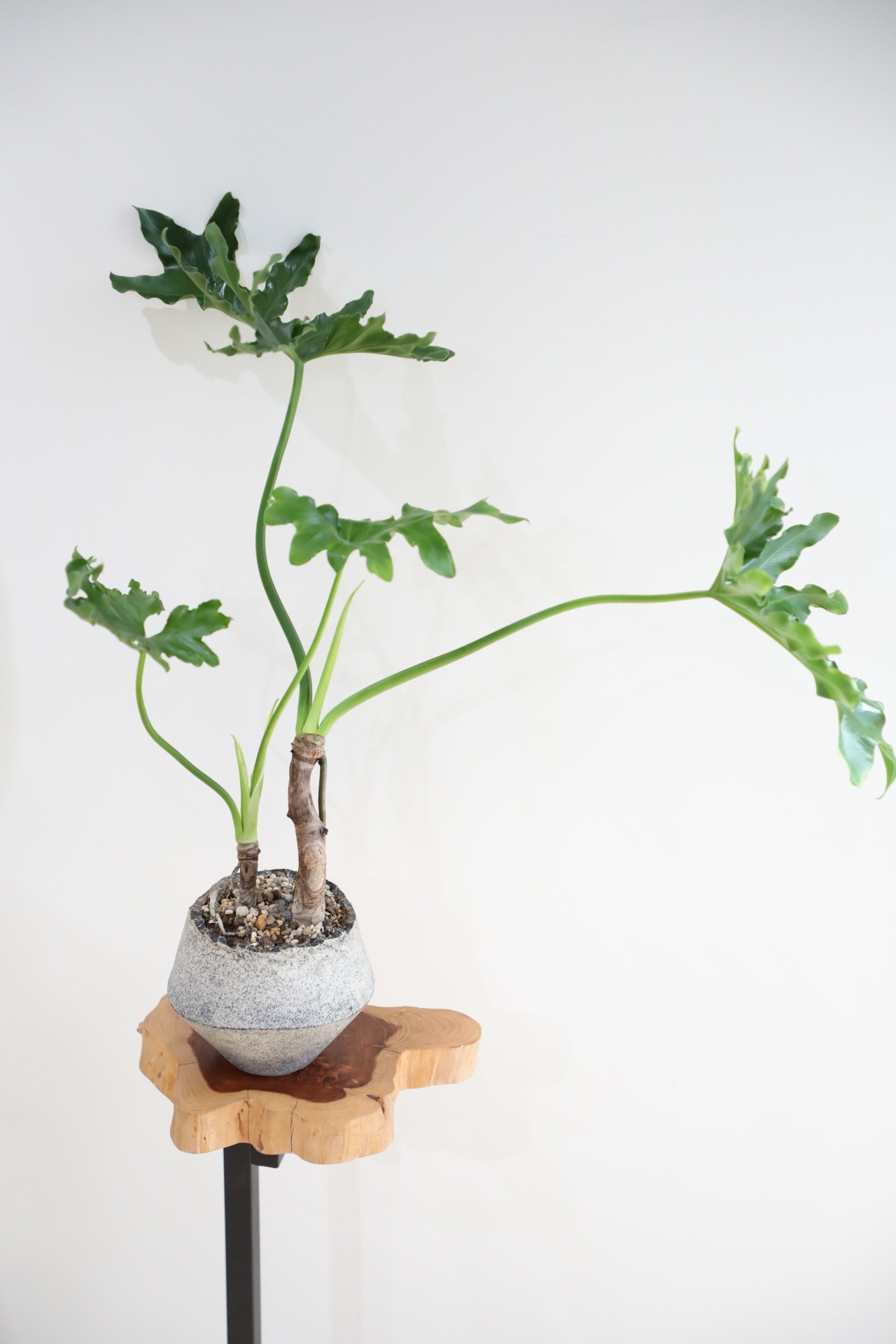 【M】セローム 根上り/Philodendron selloum ※陶器鉢付き