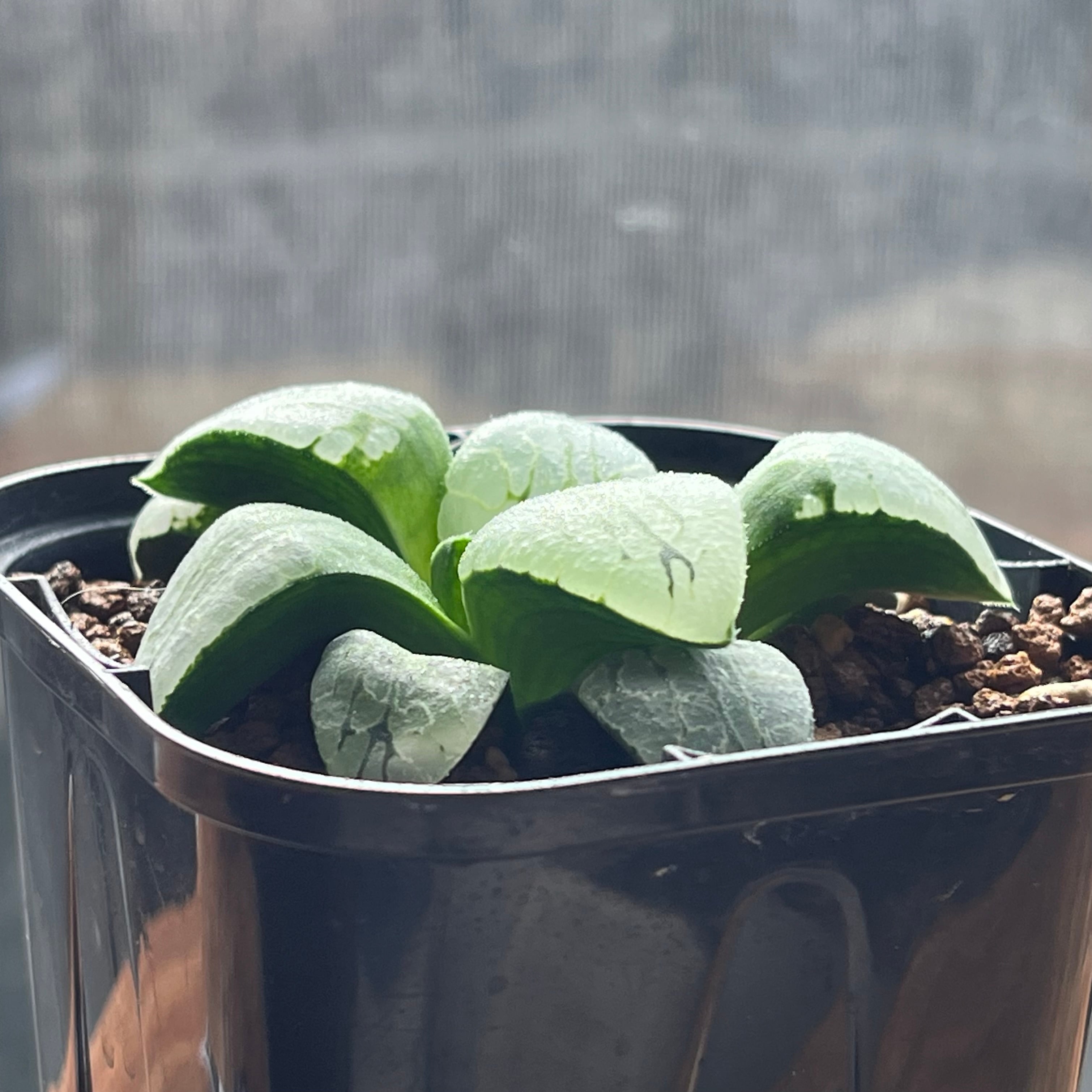 多肉植物 ハオルチア 大窓サークルオブライフ ハオルチア サークルオブライフ | mocono_plants