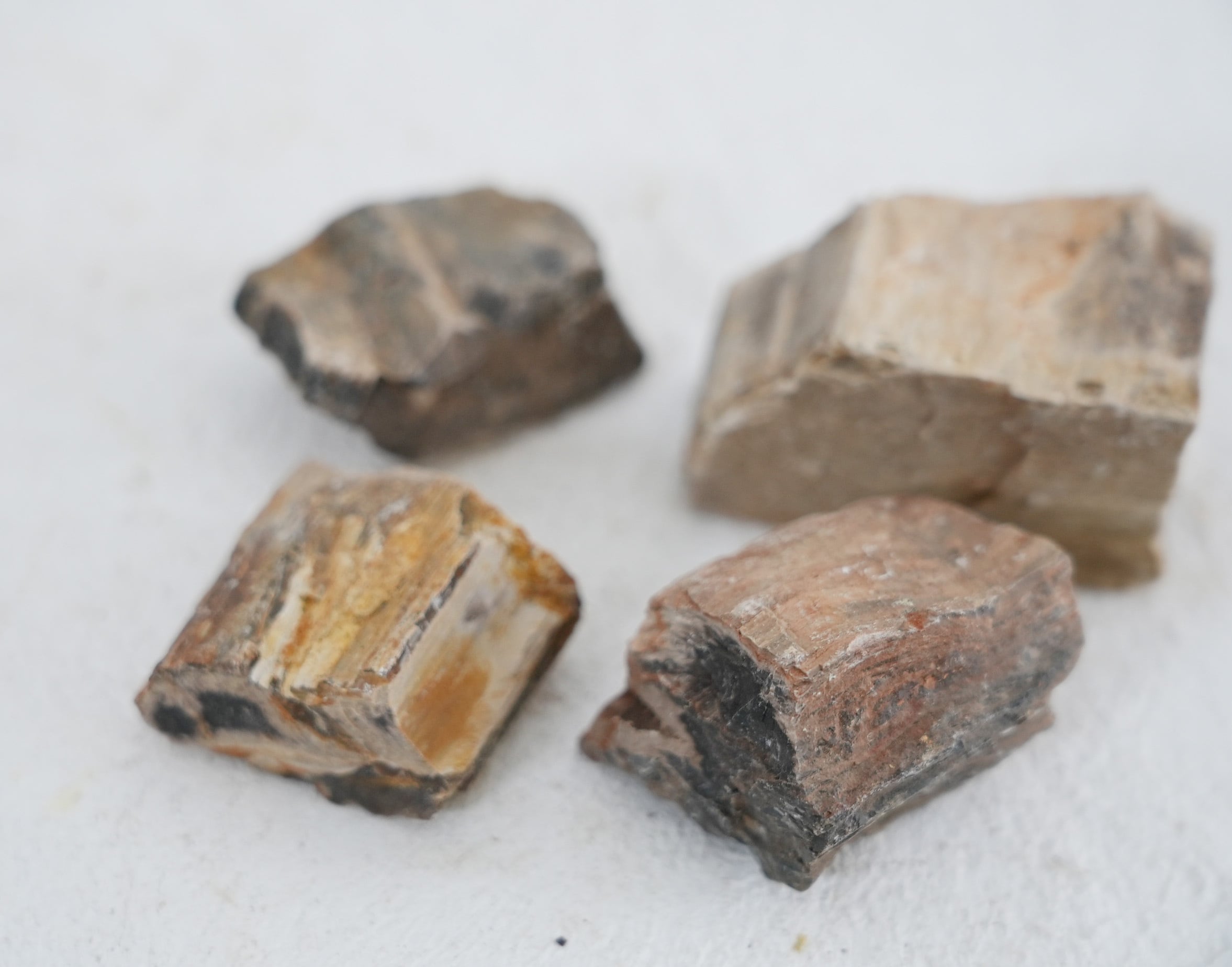 超希少　コケ付 木化石 超希少 コケ付 木化石