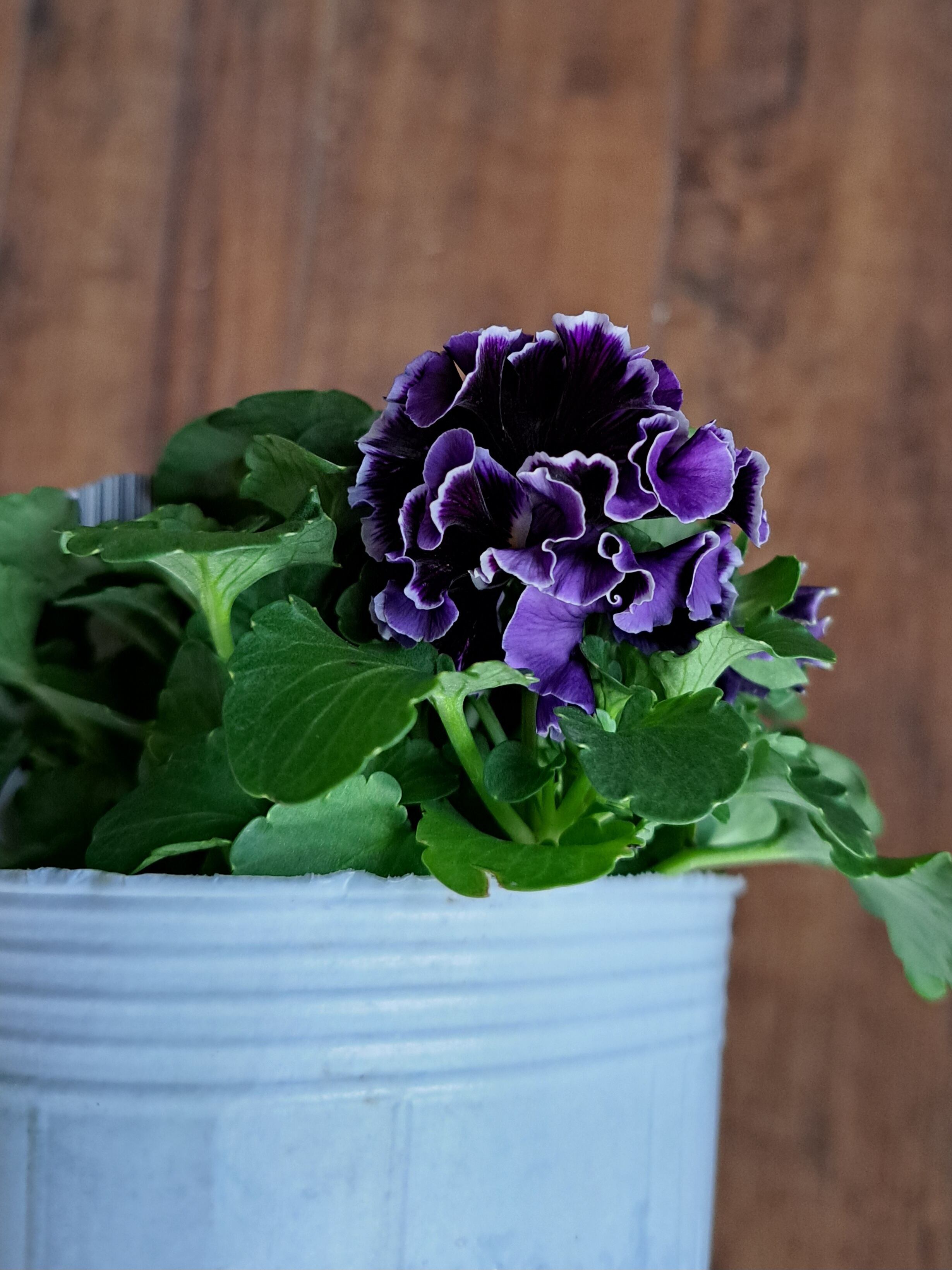 セレクト花苗セット】フリルパンジー｢アンティークラッフルブルー｣と