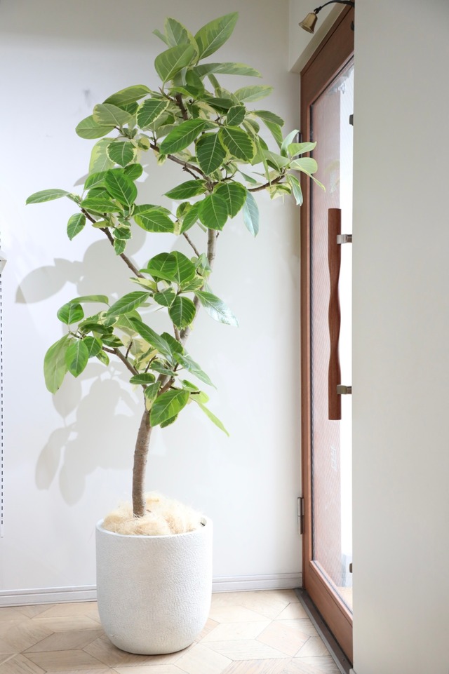 【都内近郊限定配送】【183cm】フィカス アルテシマ/Ficus African Prince ※陶器鉢カバー別