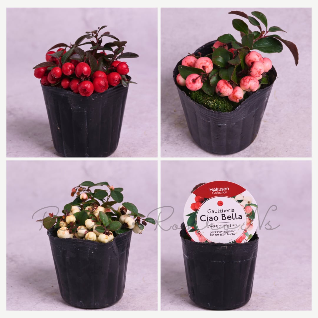 チェッカーベリー(ゴーテリア):チャオベラ(3号)寄せ植え 鉢植え プランター ハンギング ヒメコウジ ヤブコウジ ゴーテリア