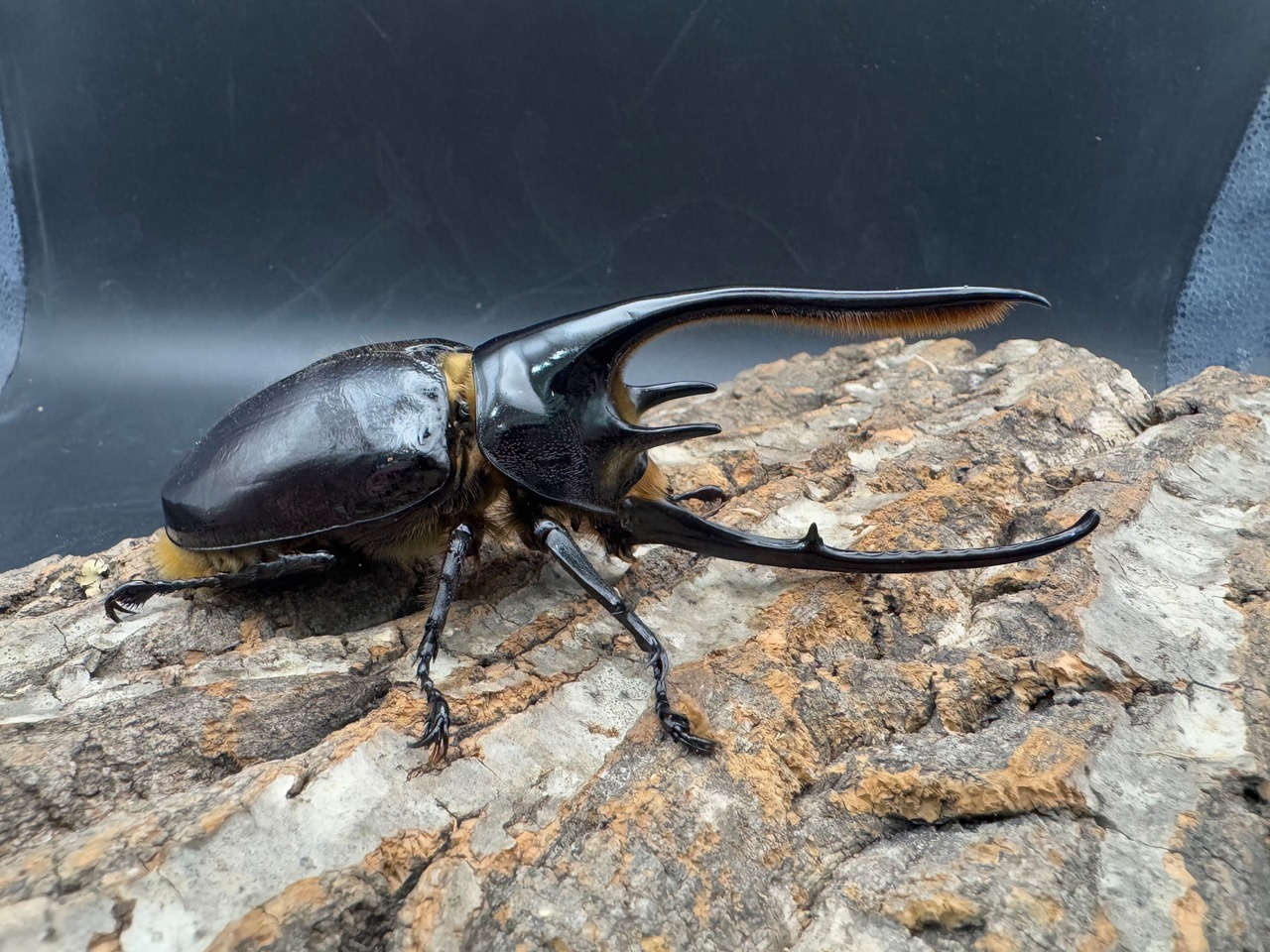 《ネプチューンオオカブト 118mm A'品ペア》