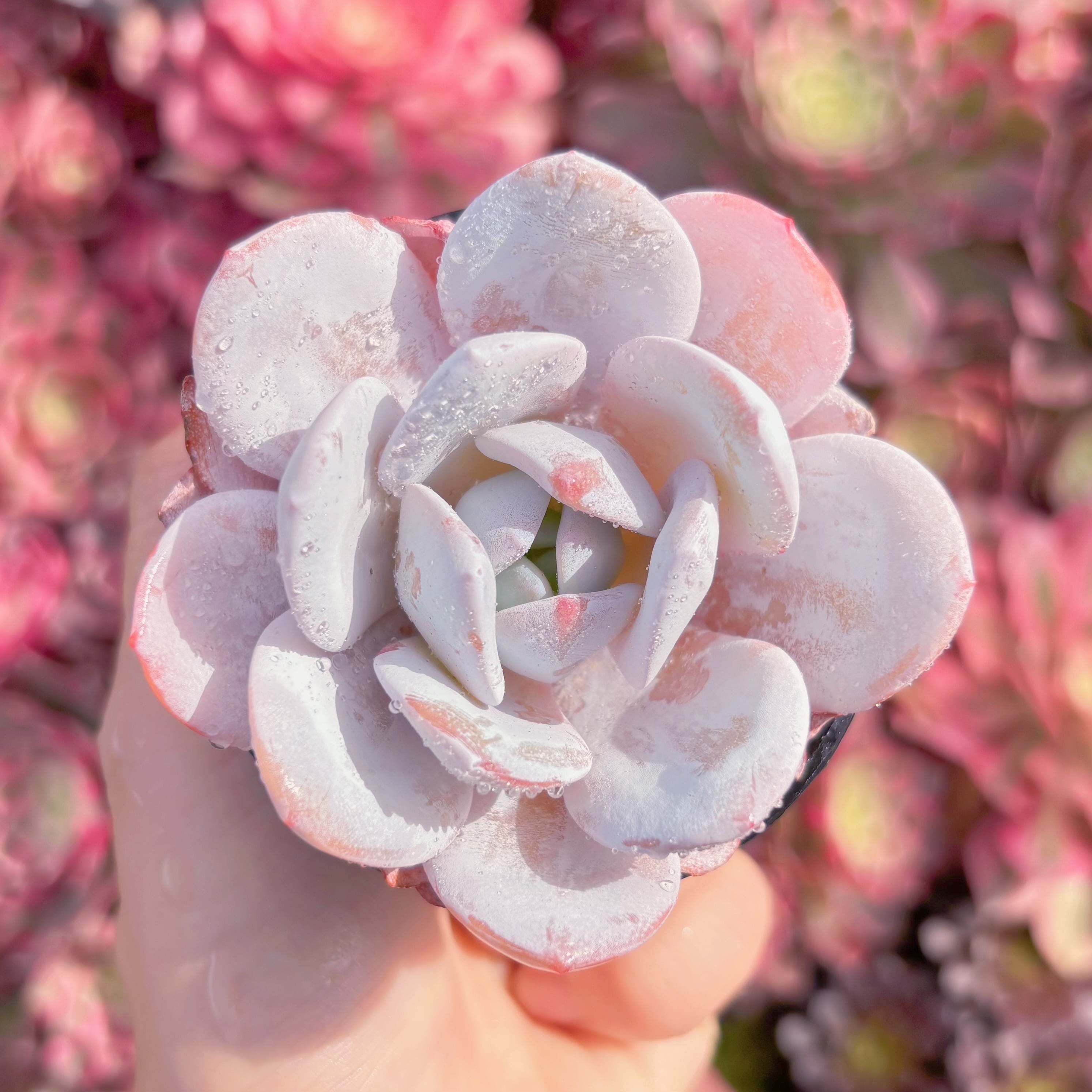 現品　ピンクラウイ#K425　るる農園