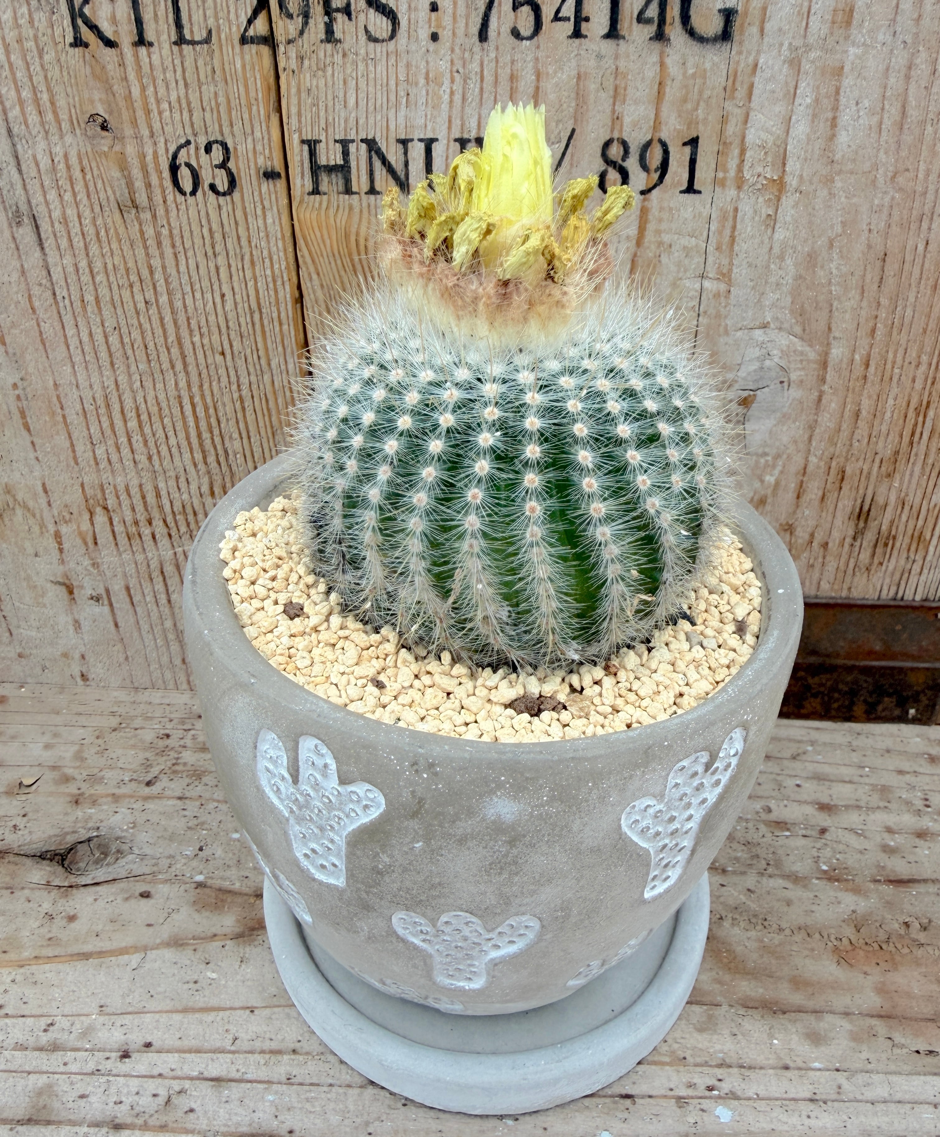 サボテン鉢に植った白小町 | たまちゃんず農園