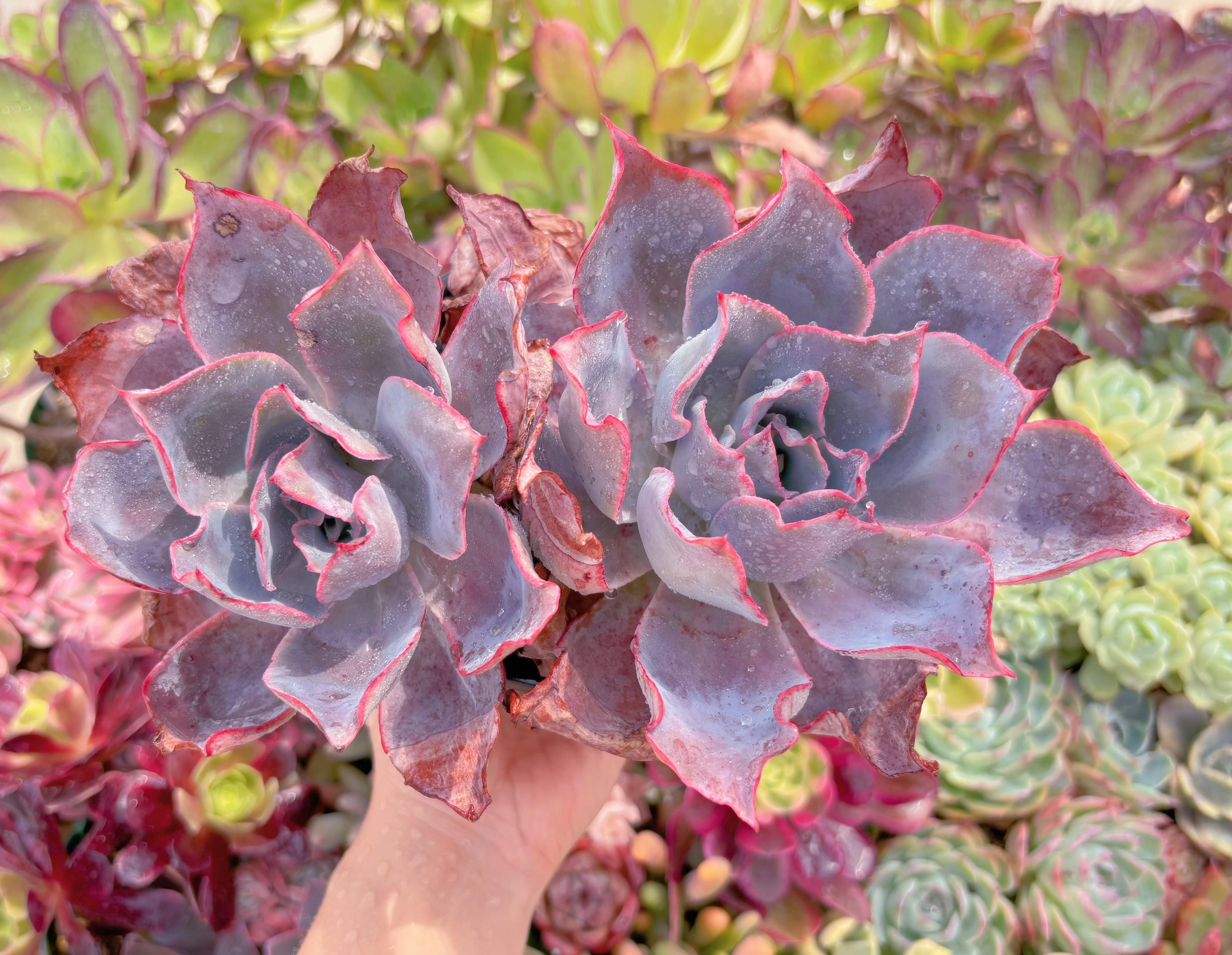 現品　アフターグロー#594　特大群生　るる農園