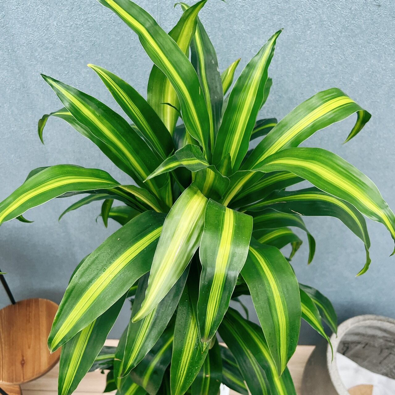 現品］【希少】10番 ドラセナ ハワイアンサンシャイン 8号 観葉植物