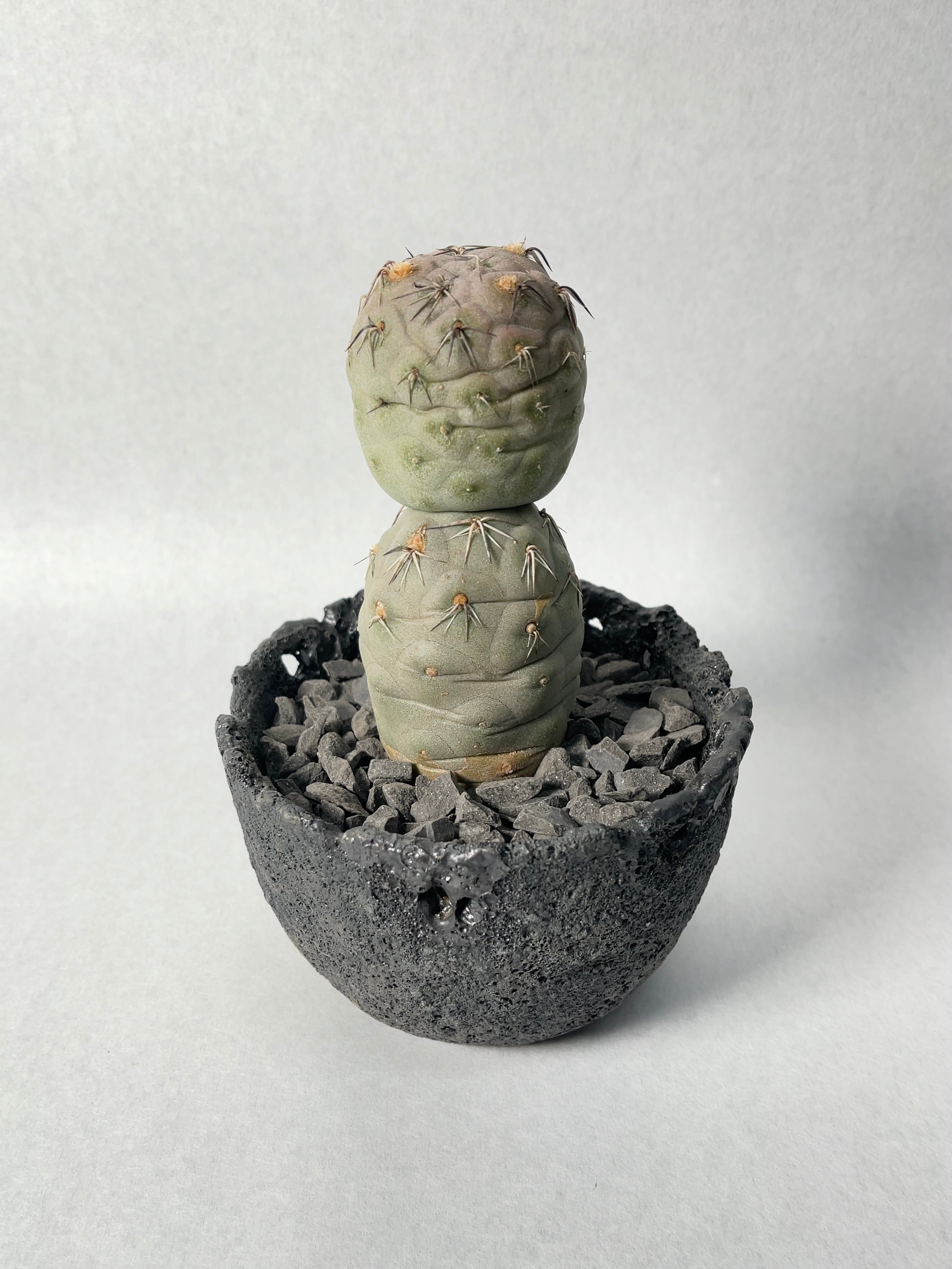 テフロカクタス・ゲオメトリクス | trigger