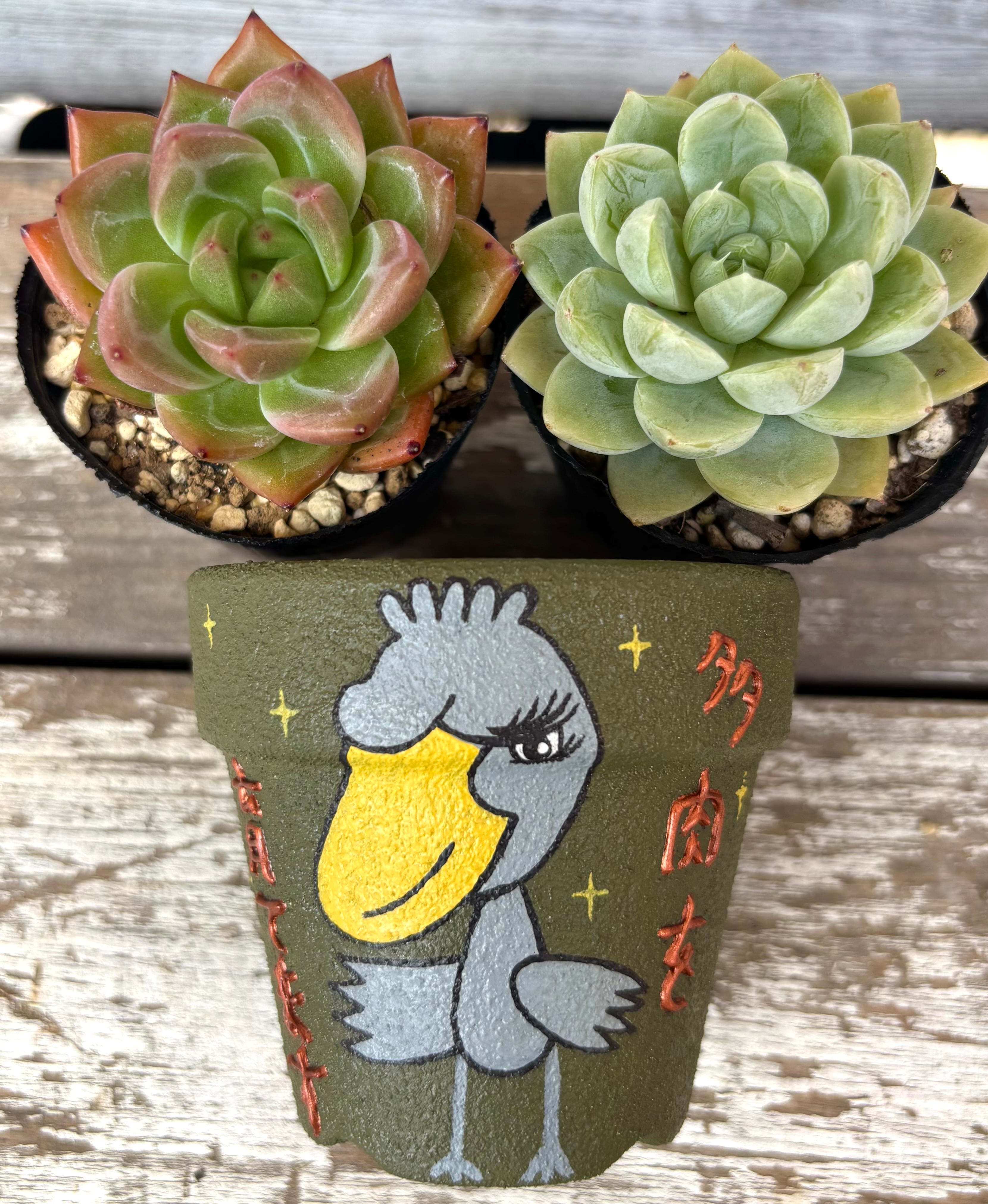 おまとめ中！多肉植物^o^ しじみ蝶錦 【公式通販】