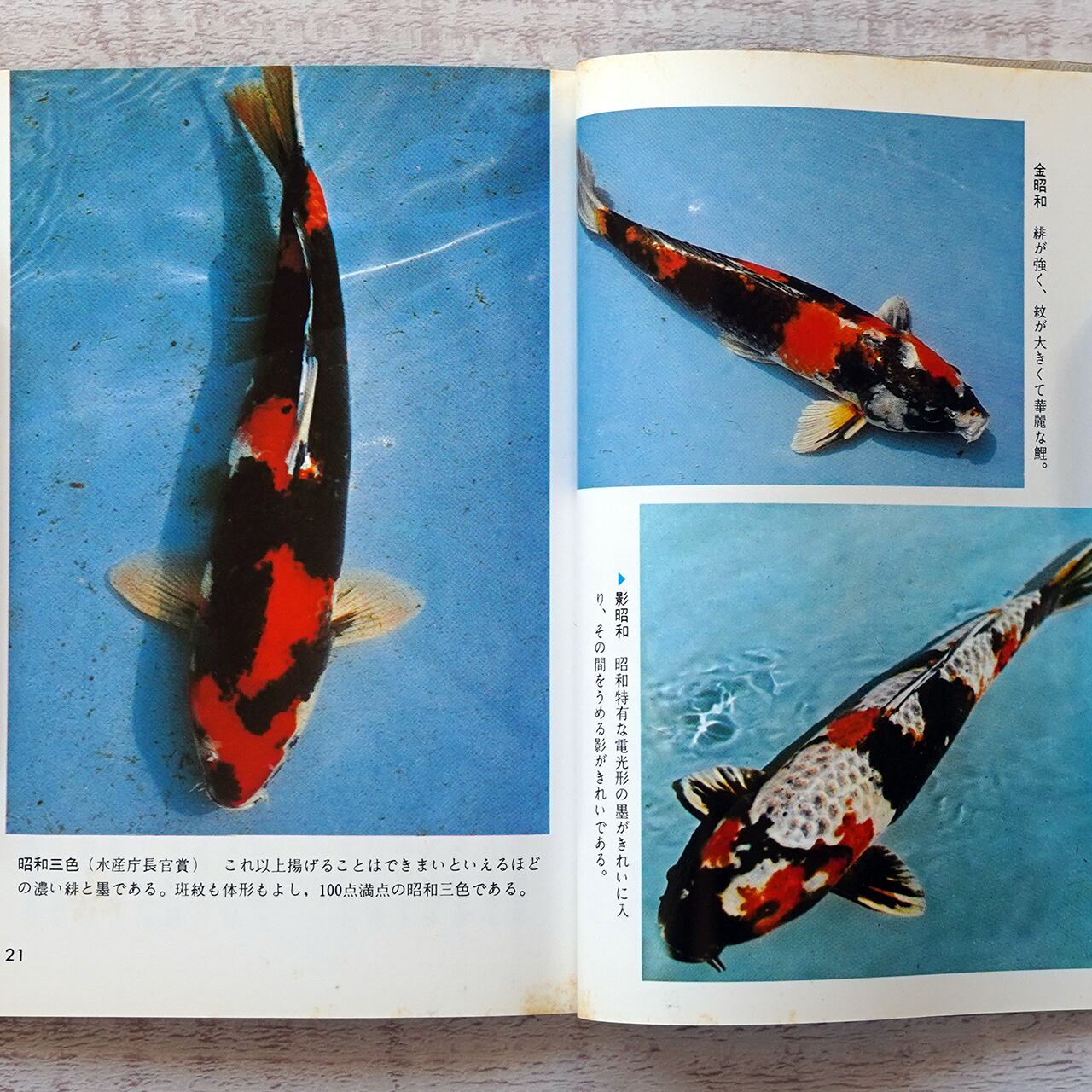 錦鯉 ー鑑賞と池庭づくりー 黒木健夫 (カラーブックス159) | タイム