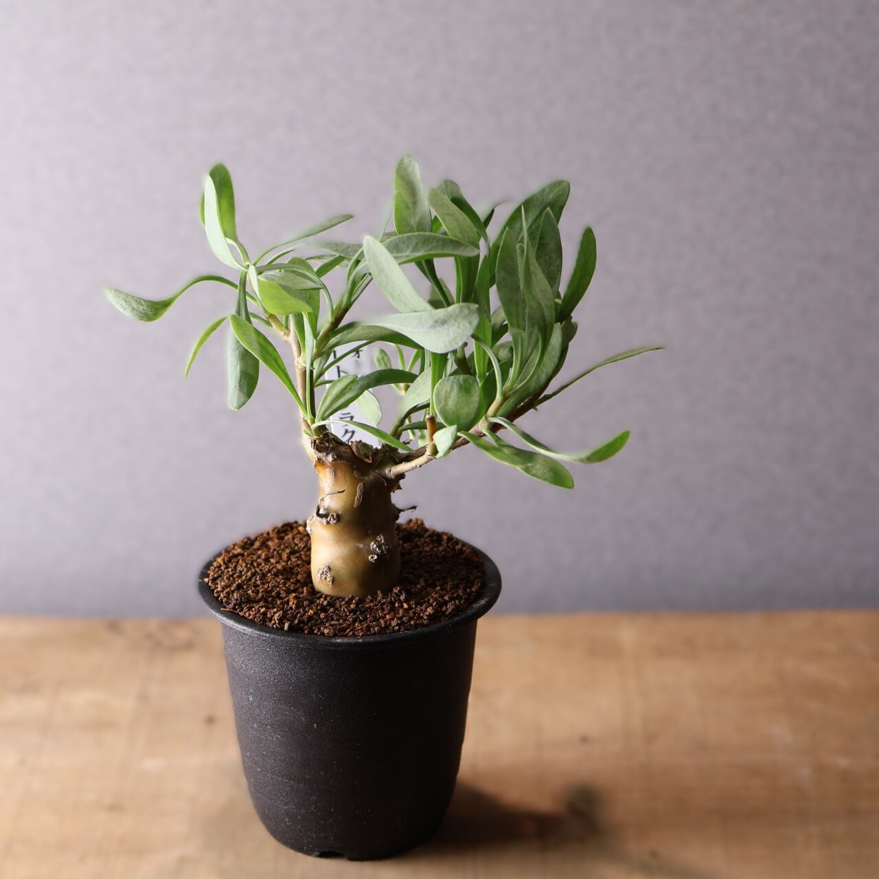 202 再入荷！『アリ植物 アンソリザ・ブラクテオサ Anthorrhiza