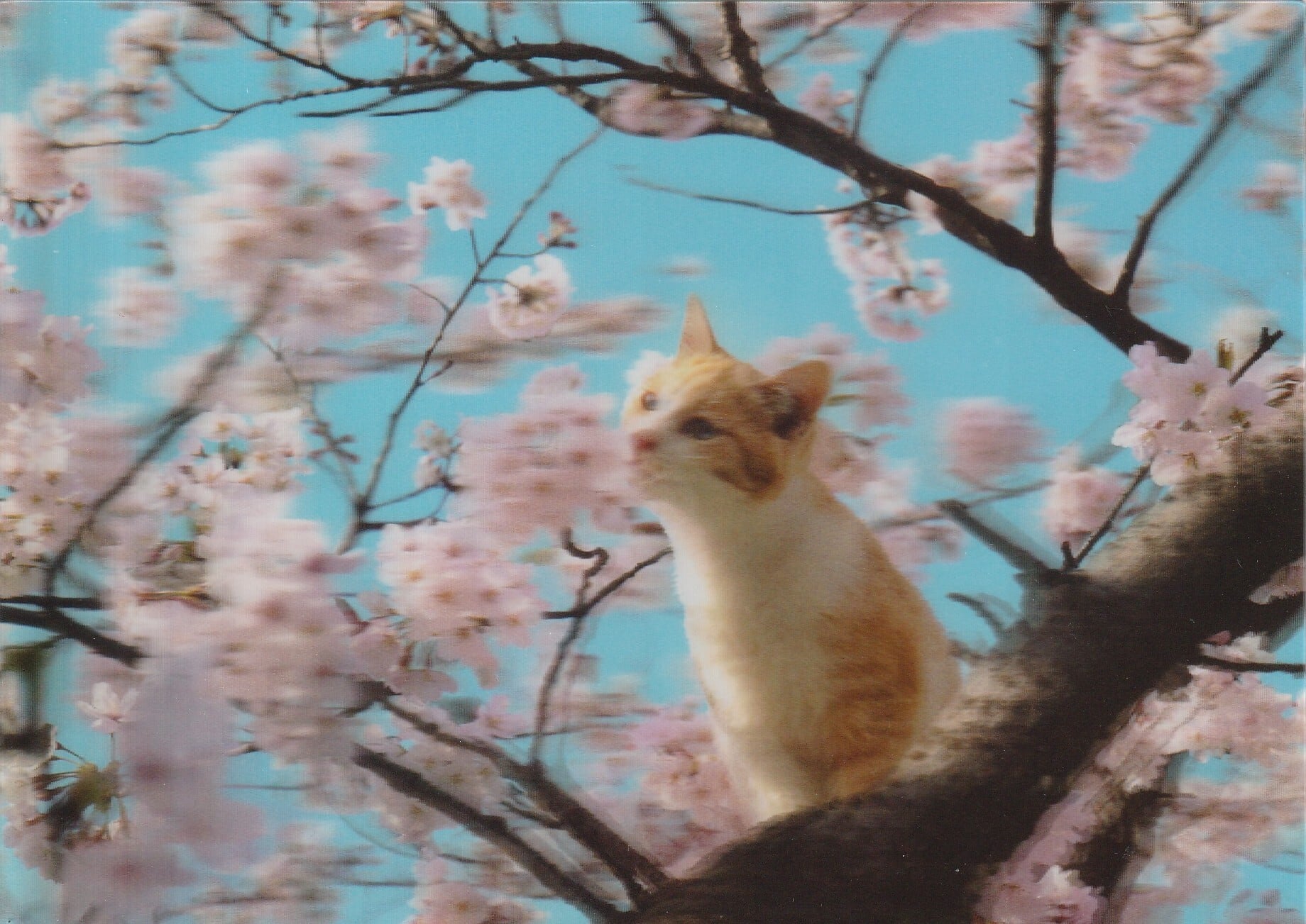 サクラ3Dポストカード | 奈良の愛らしい猫のお店 猫雑貨さんちこ