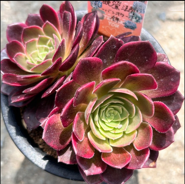 特選‼️アエオニウム スーパーバン綴化 美斑苗‼️法師錦 特大