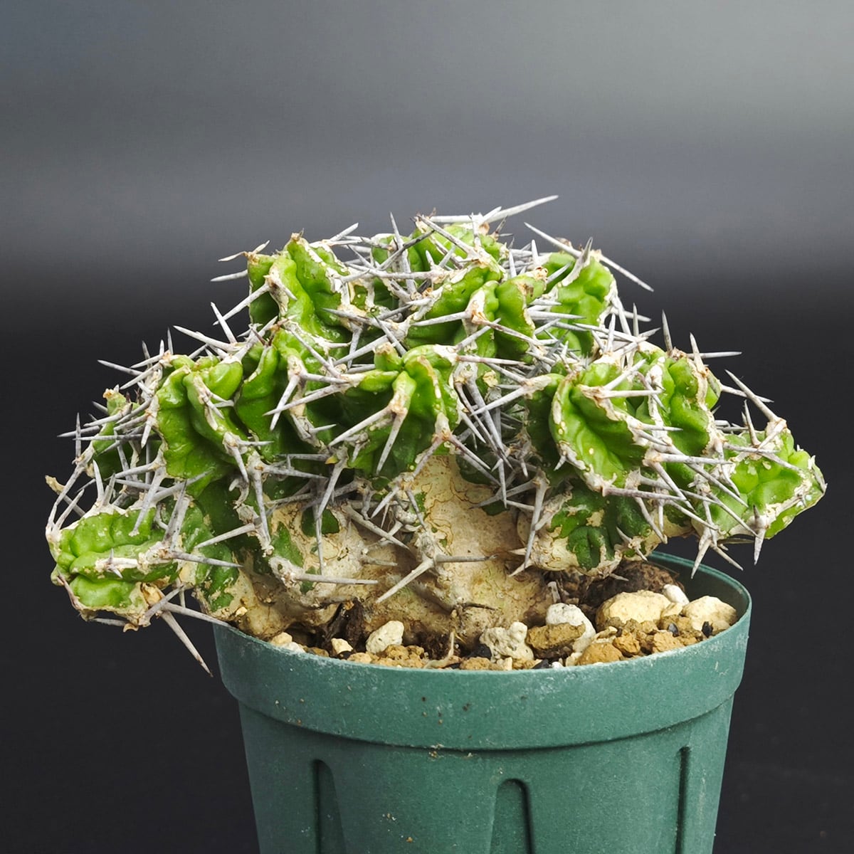 オペルクリカリアパキプス　根挿し プレステラ75 (鉢植え発送) オペルクリカリア パキプス 根挿し 75型ロング（7.5cmロング鉢） *0792